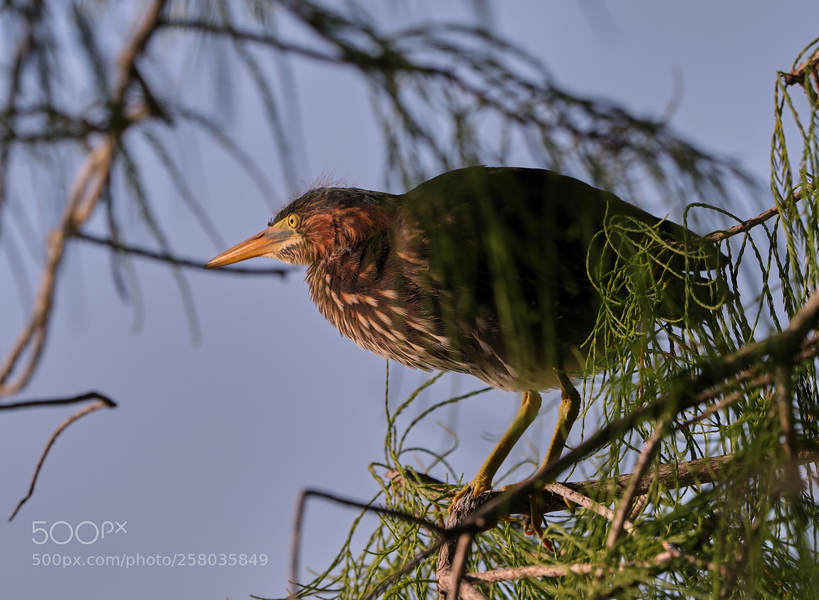 Canon EOS-1D X Mark II sample photo. 05-15-18-0017772.jpg photography