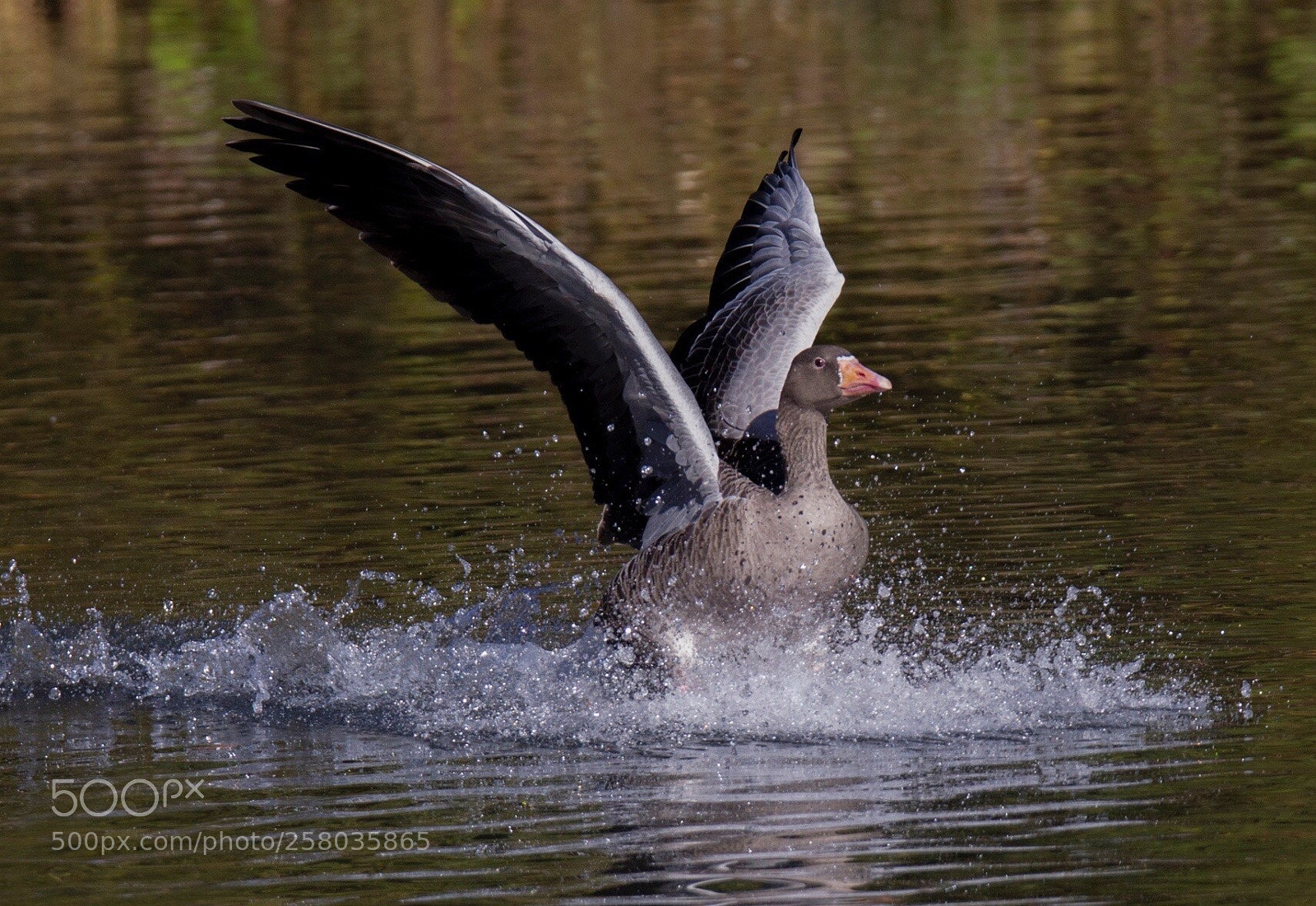 Canon EOS-1D Mark IV sample photo. Get ready for landing photography