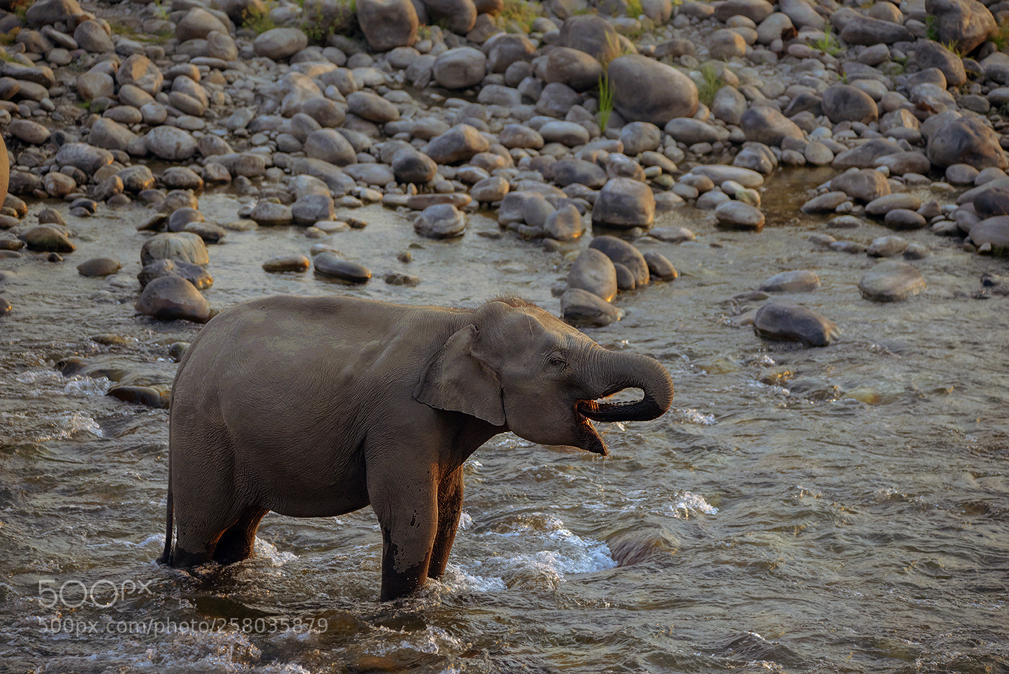 Nikon D750 sample photo. Thirsty young fellow photography