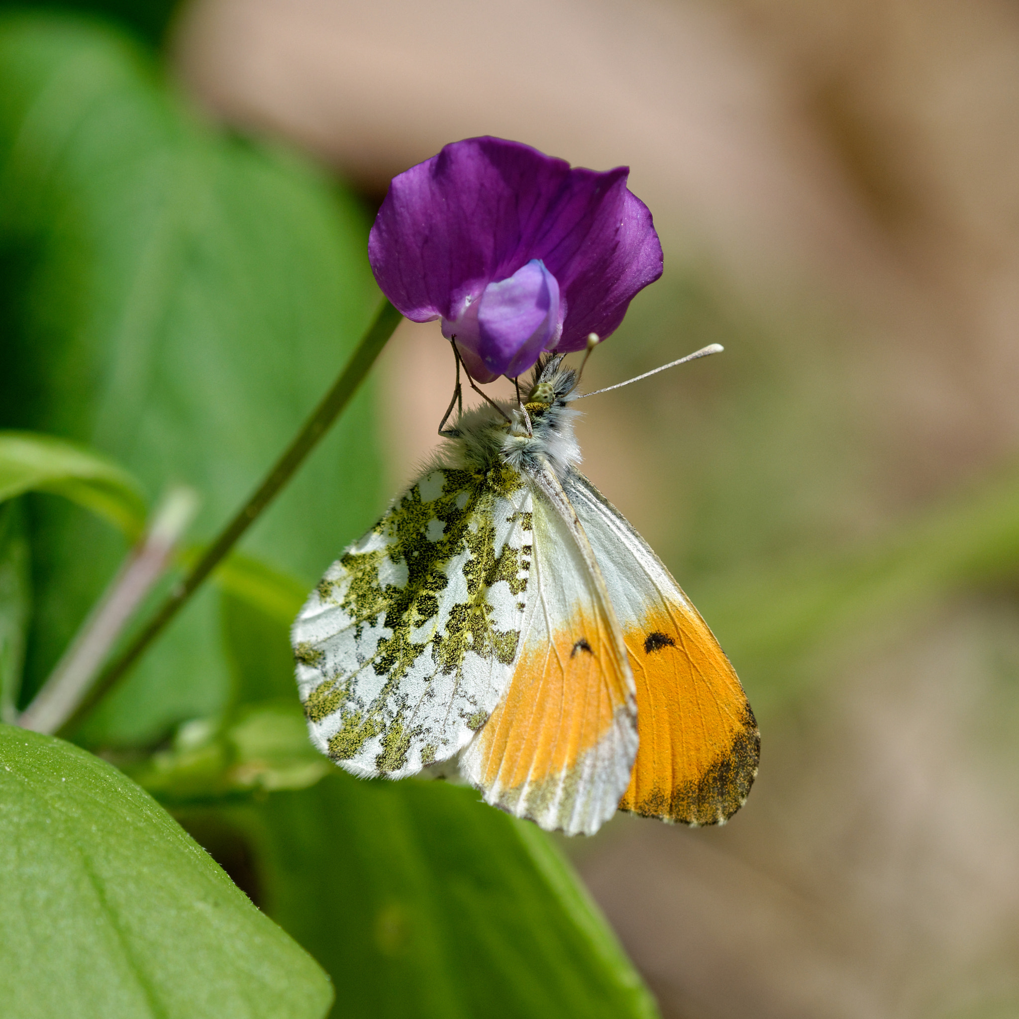 Tamron SP AF 180mm F3.5 Di LD (IF) Macro sample photo. Orange tip photography