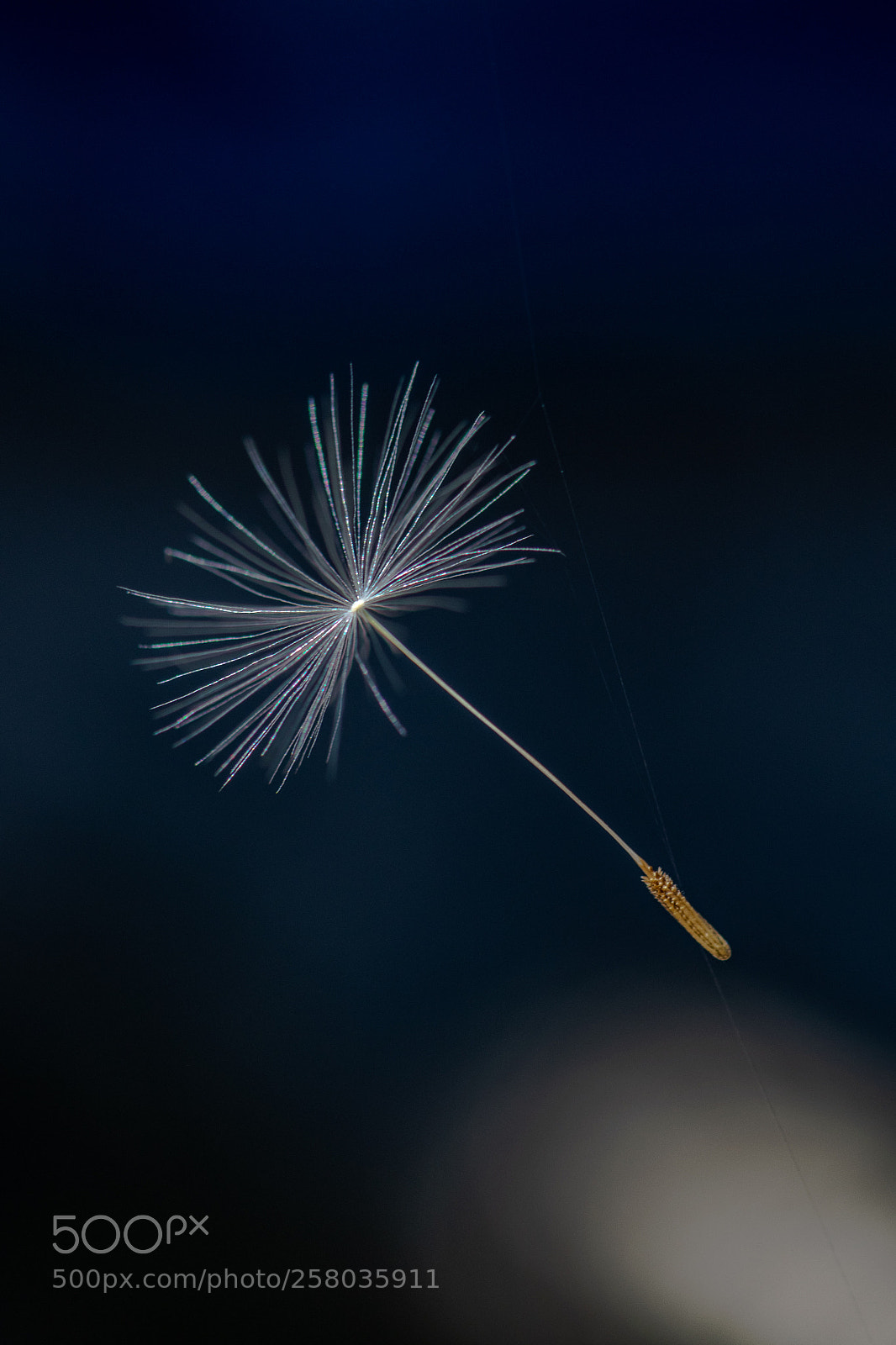Nikon D3300 sample photo. Floating seed photography