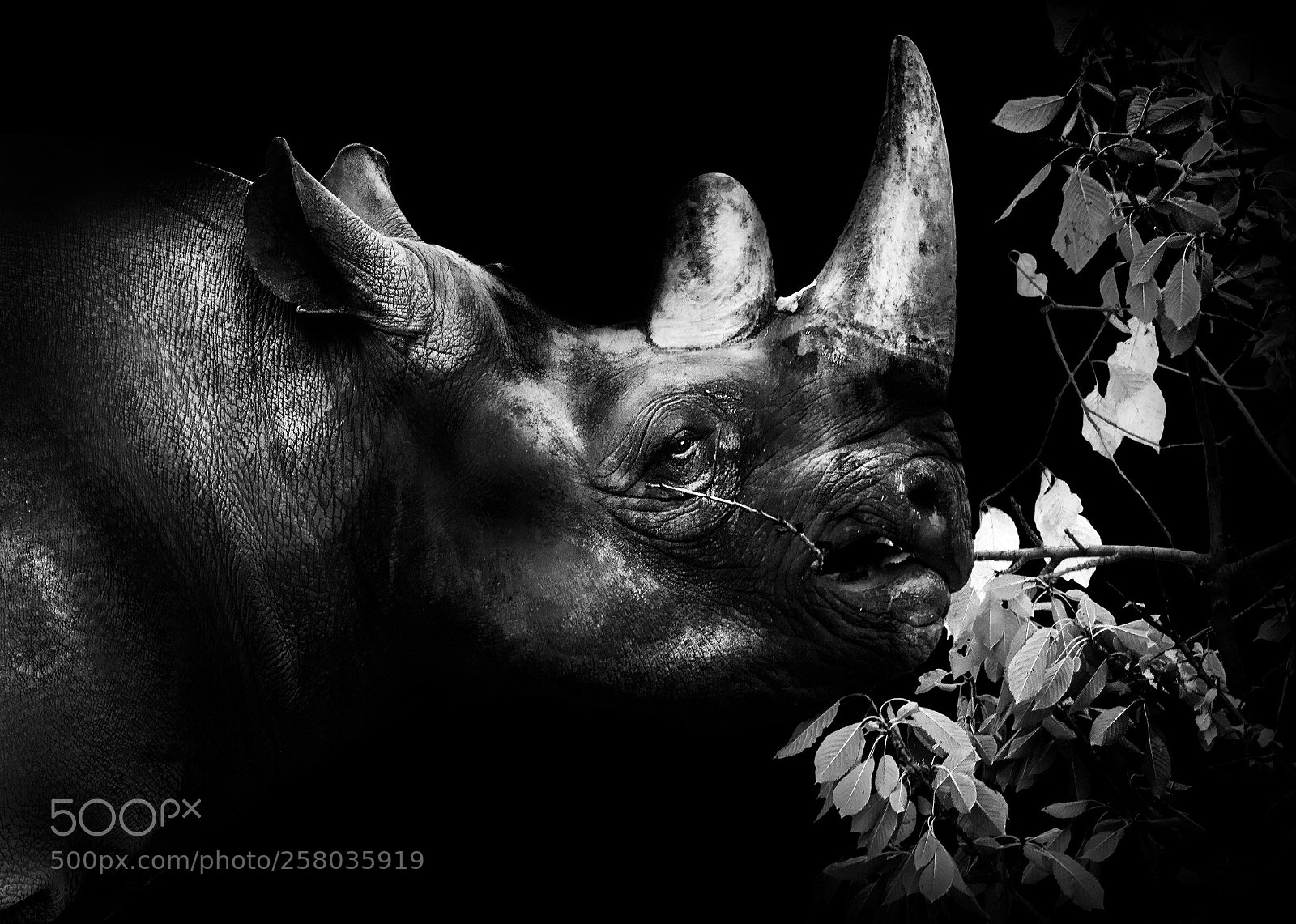 Nikon D5200 sample photo. Rhinoceros - in human photography
