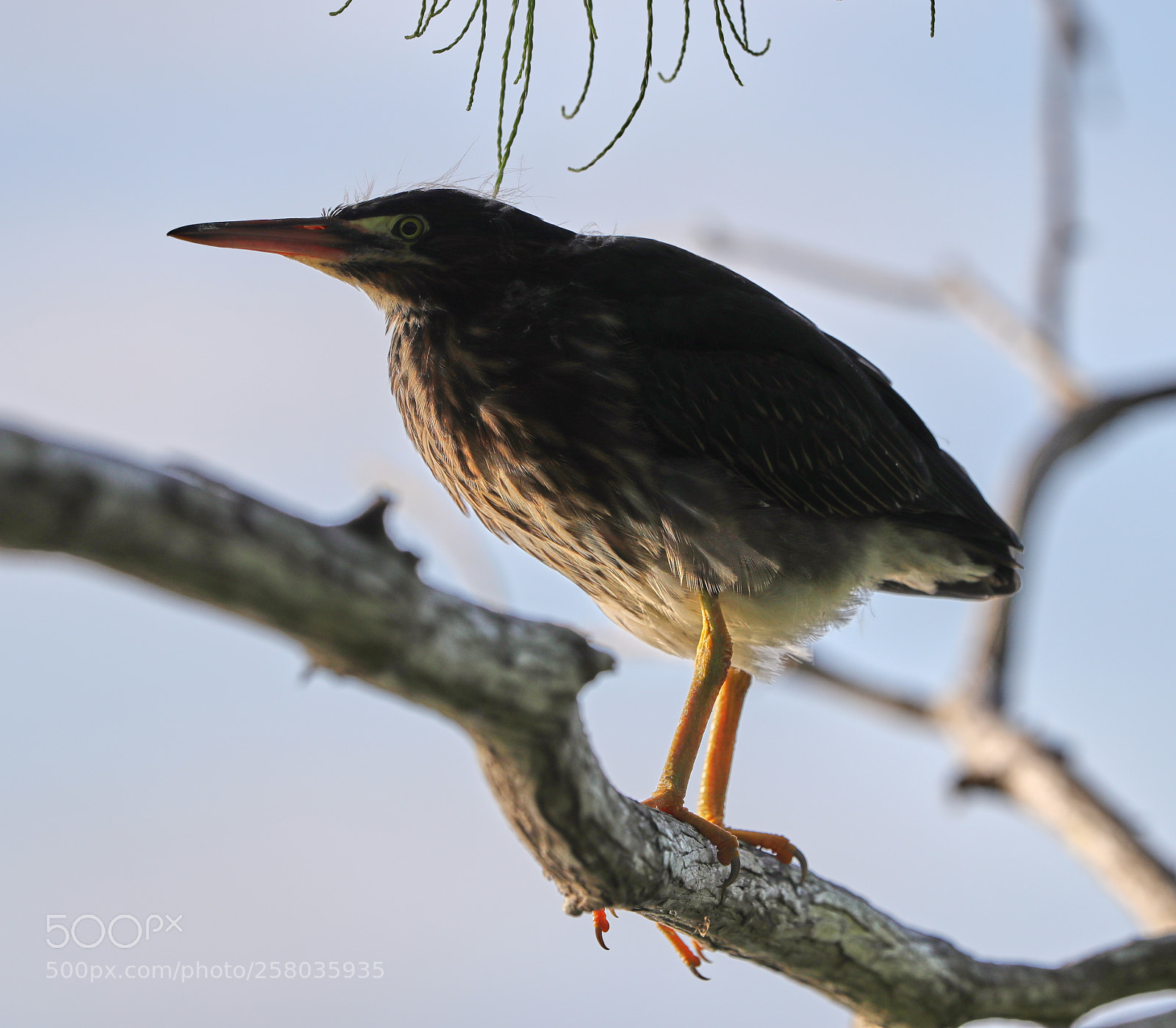 Canon EOS-1D X Mark II sample photo. 05-15-18-0017771.jpg photography