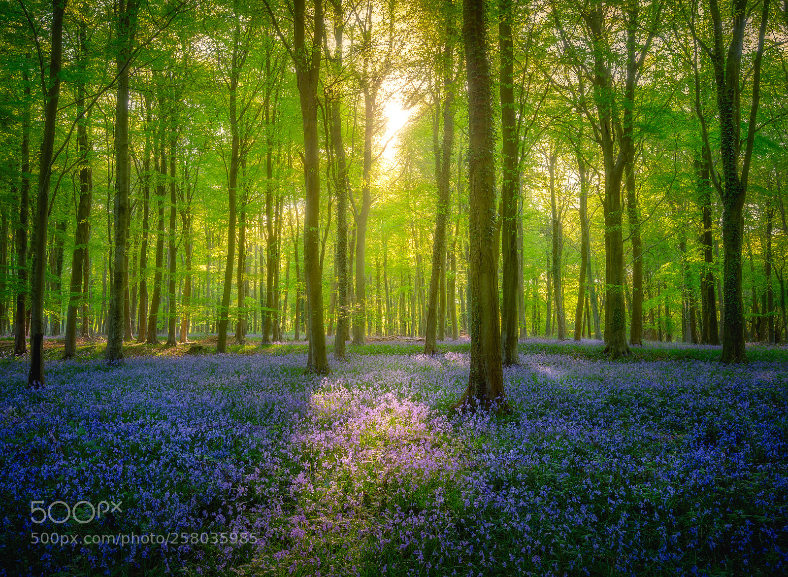 Nikon D600 sample photo. Bluebells. photography