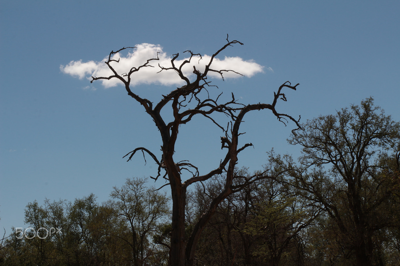 Canon EOS 650D (EOS Rebel T4i / EOS Kiss X6i) sample photo. Tree & clouds photography
