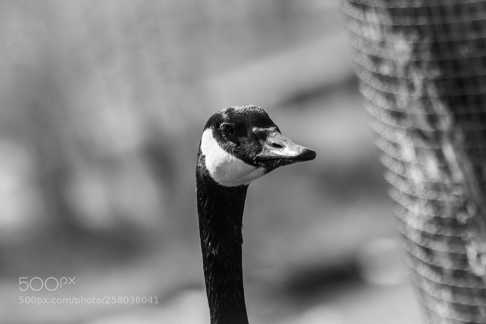 Canon EOS 30D sample photo. Alert goose photography