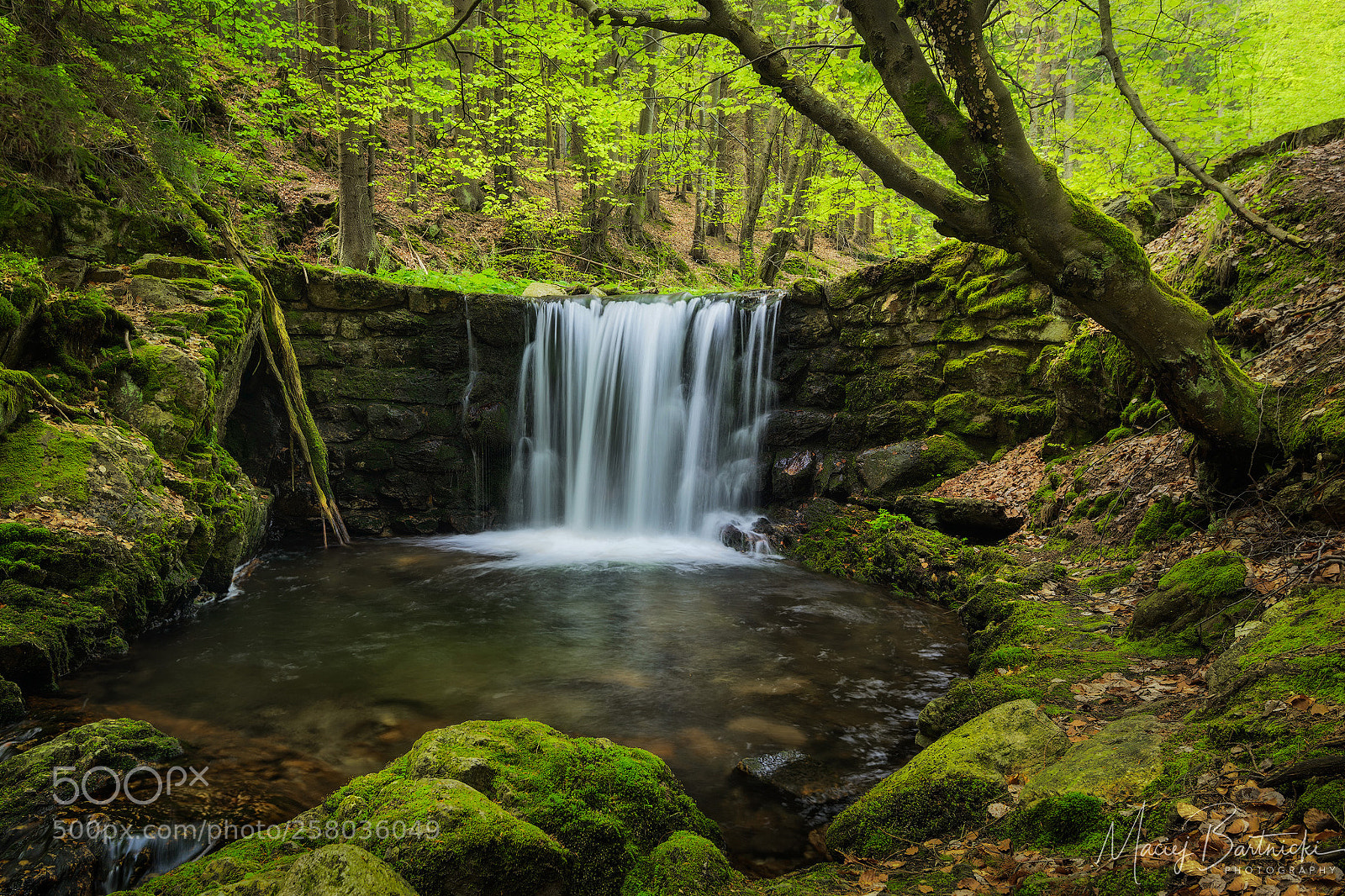 Nikon D800 sample photo. Spring greenery photography