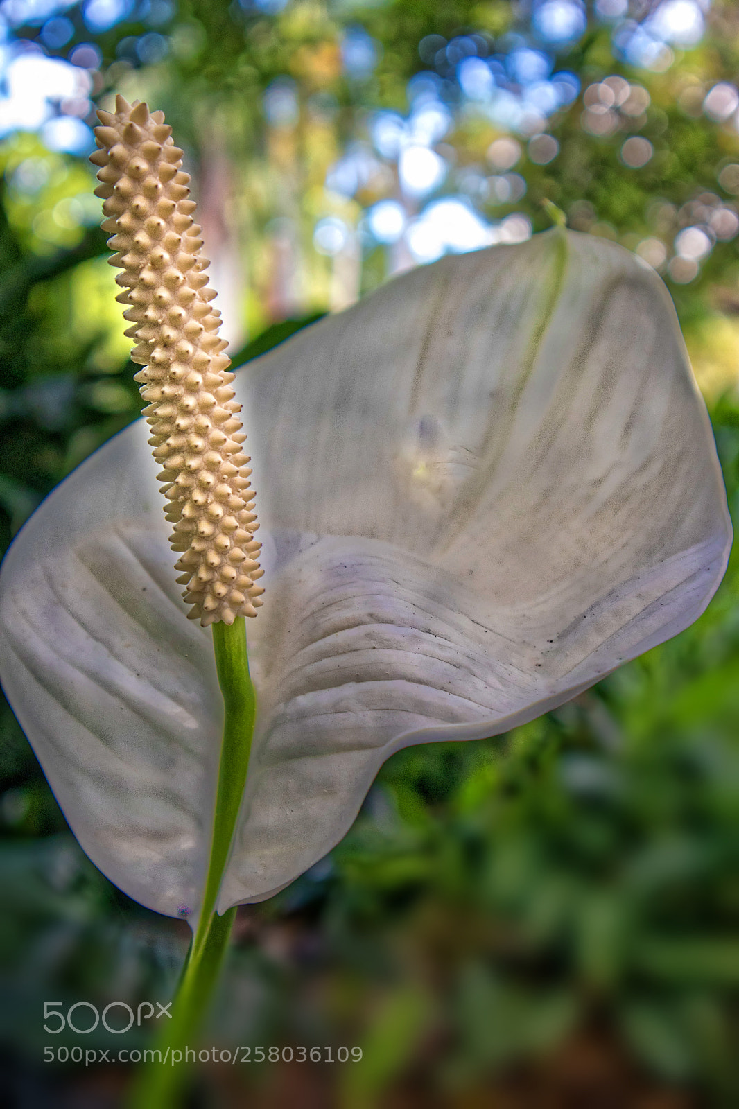 Canon EOS M5 sample photo. White beauty photography