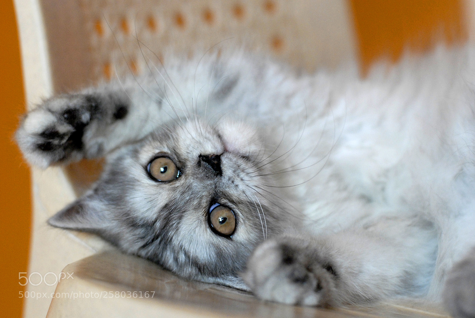 Nikon D200 sample photo. Playtime photography