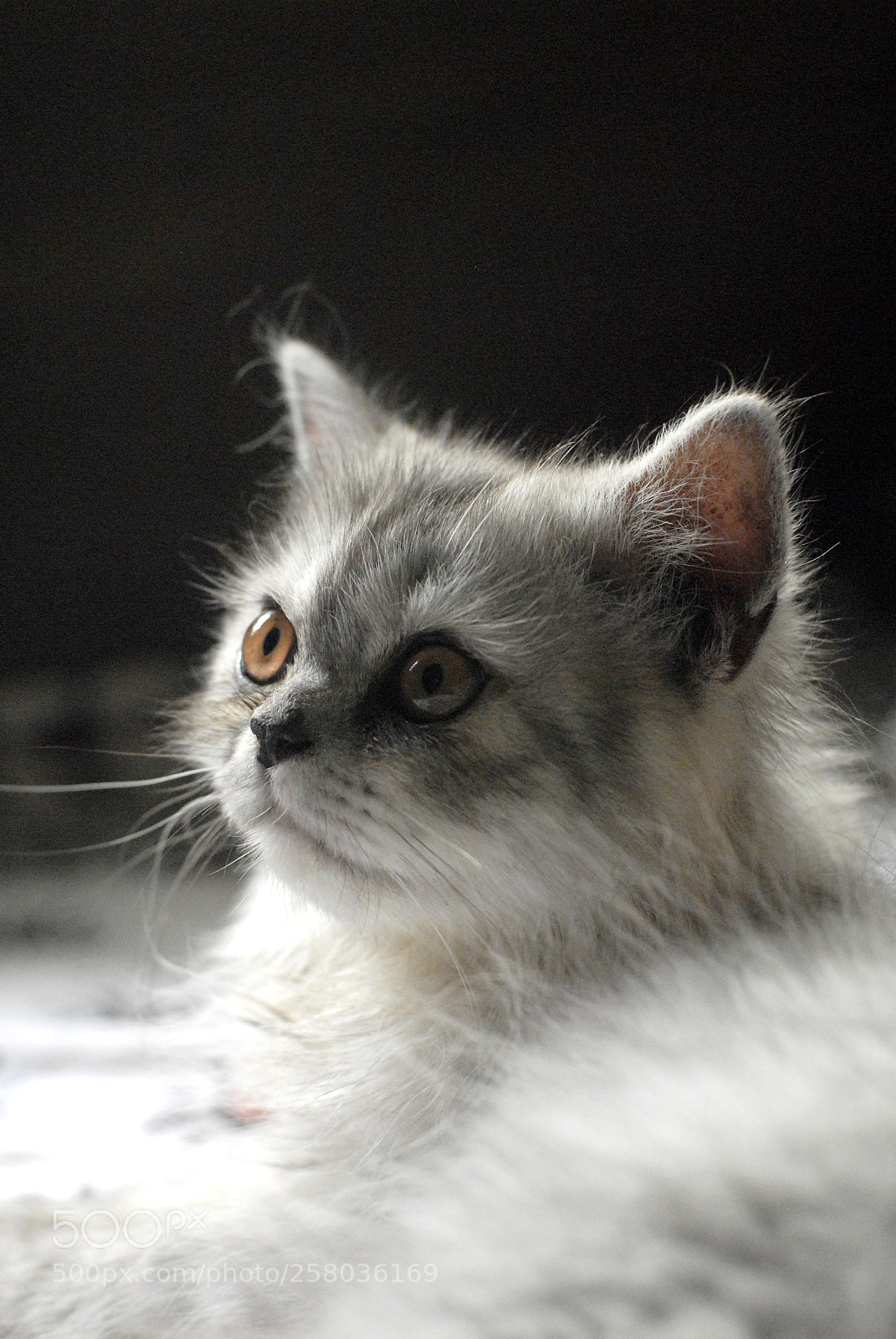 Nikon D200 sample photo. Portrait photography