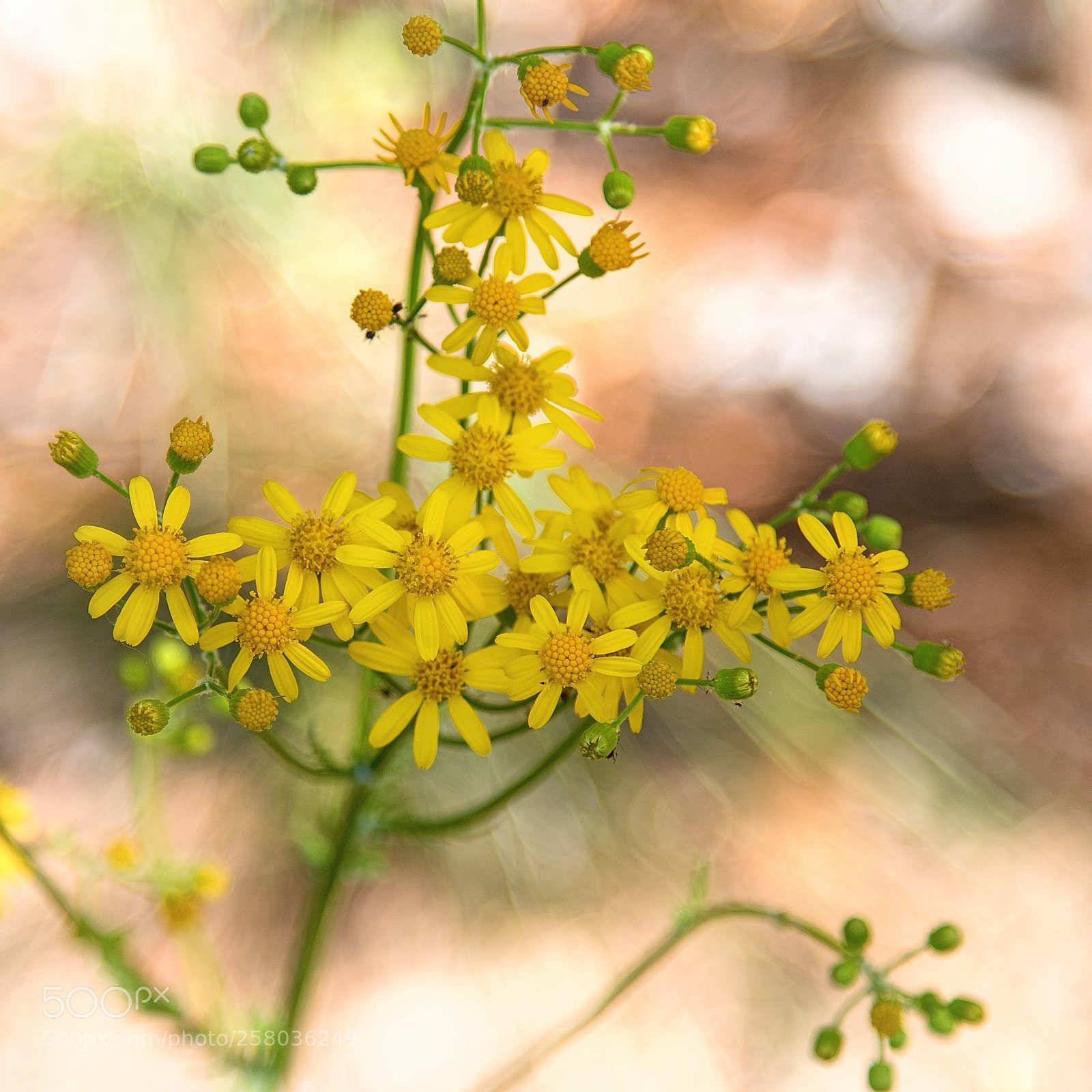 Canon EOS 70D sample photo. Roadshide photography