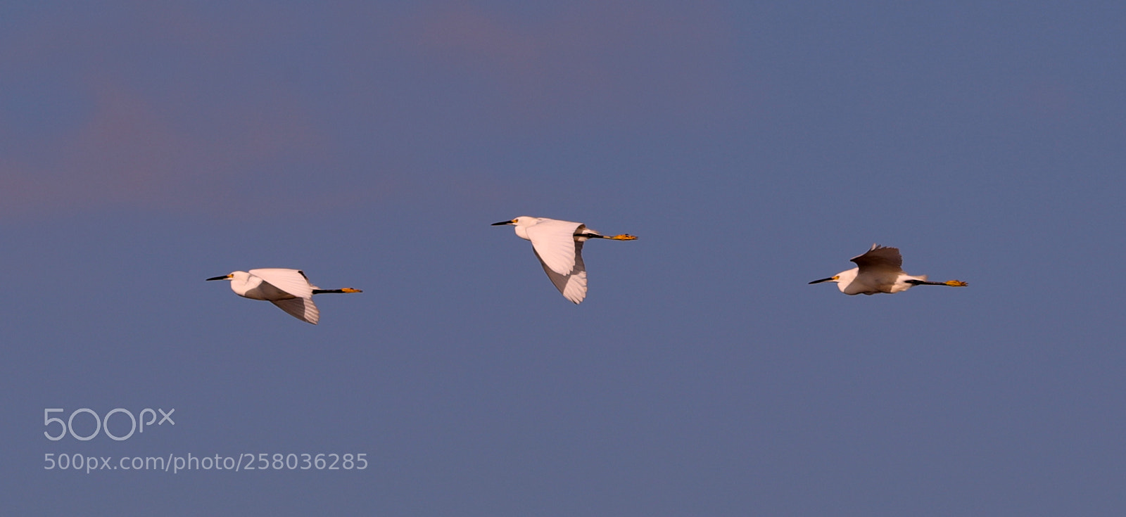 Canon EOS-1D X Mark II sample photo. 05-15-18-0017695.jpg photography