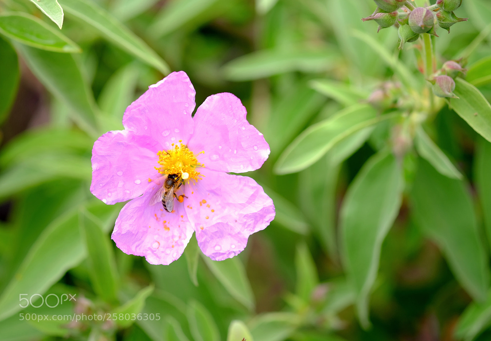Fujifilm X-T1 sample photo. The cycle of nature photography