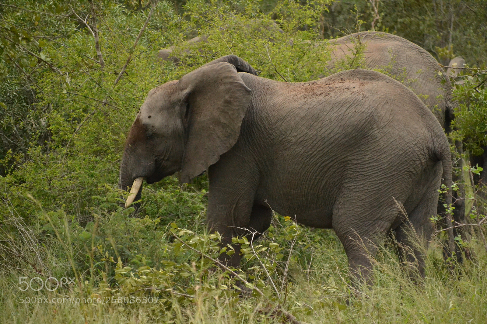 Nikon D3100 sample photo. Elephant taking a dust photography