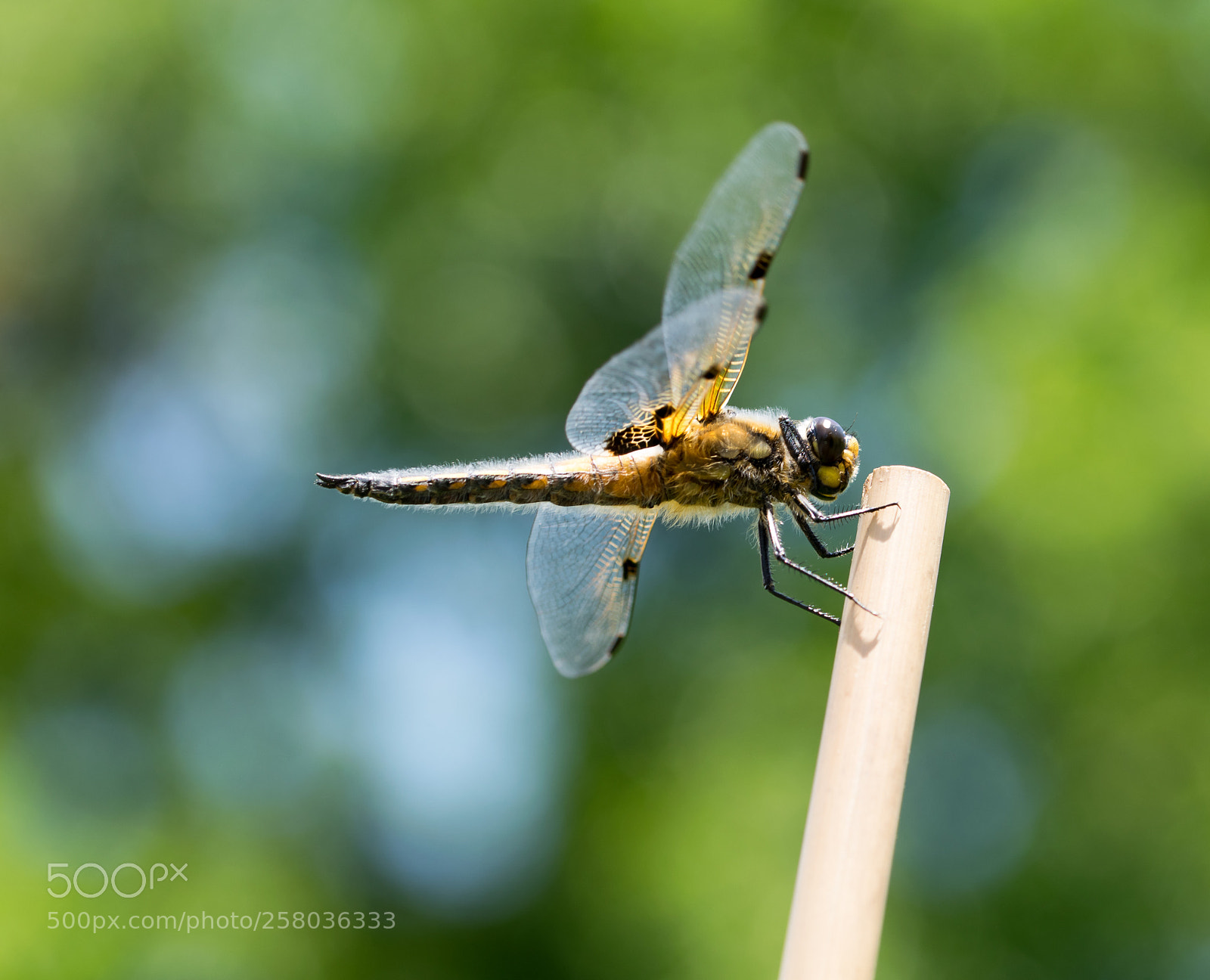 Nikon D3300 sample photo. Dragon-fly photography