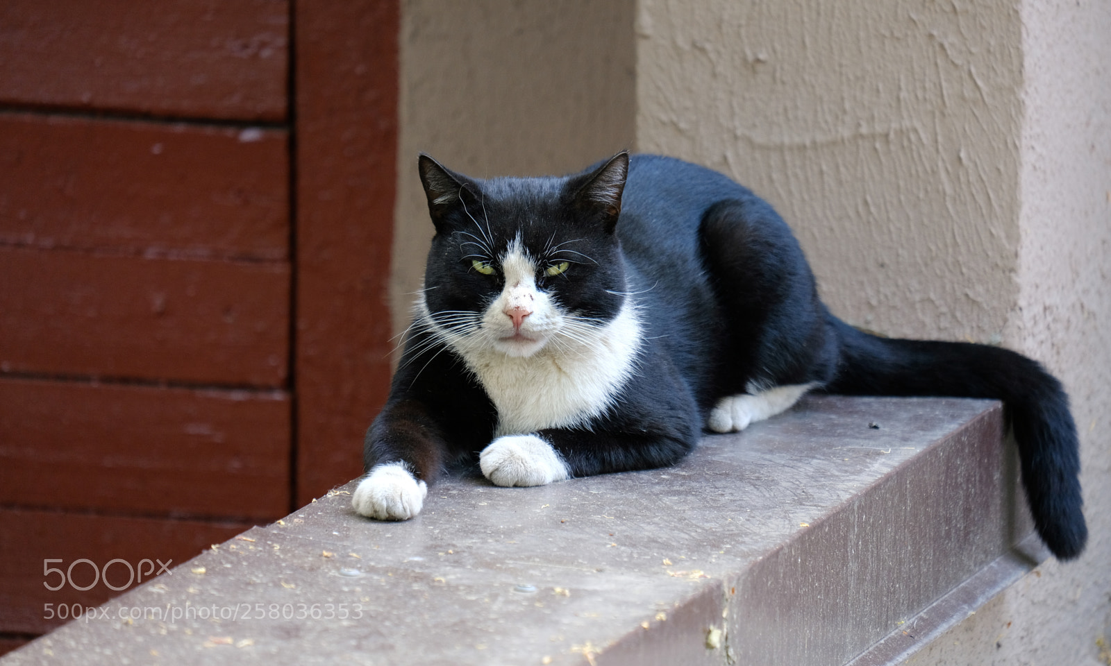 Fujifilm X-T20 sample photo. Black white homeless cat photography