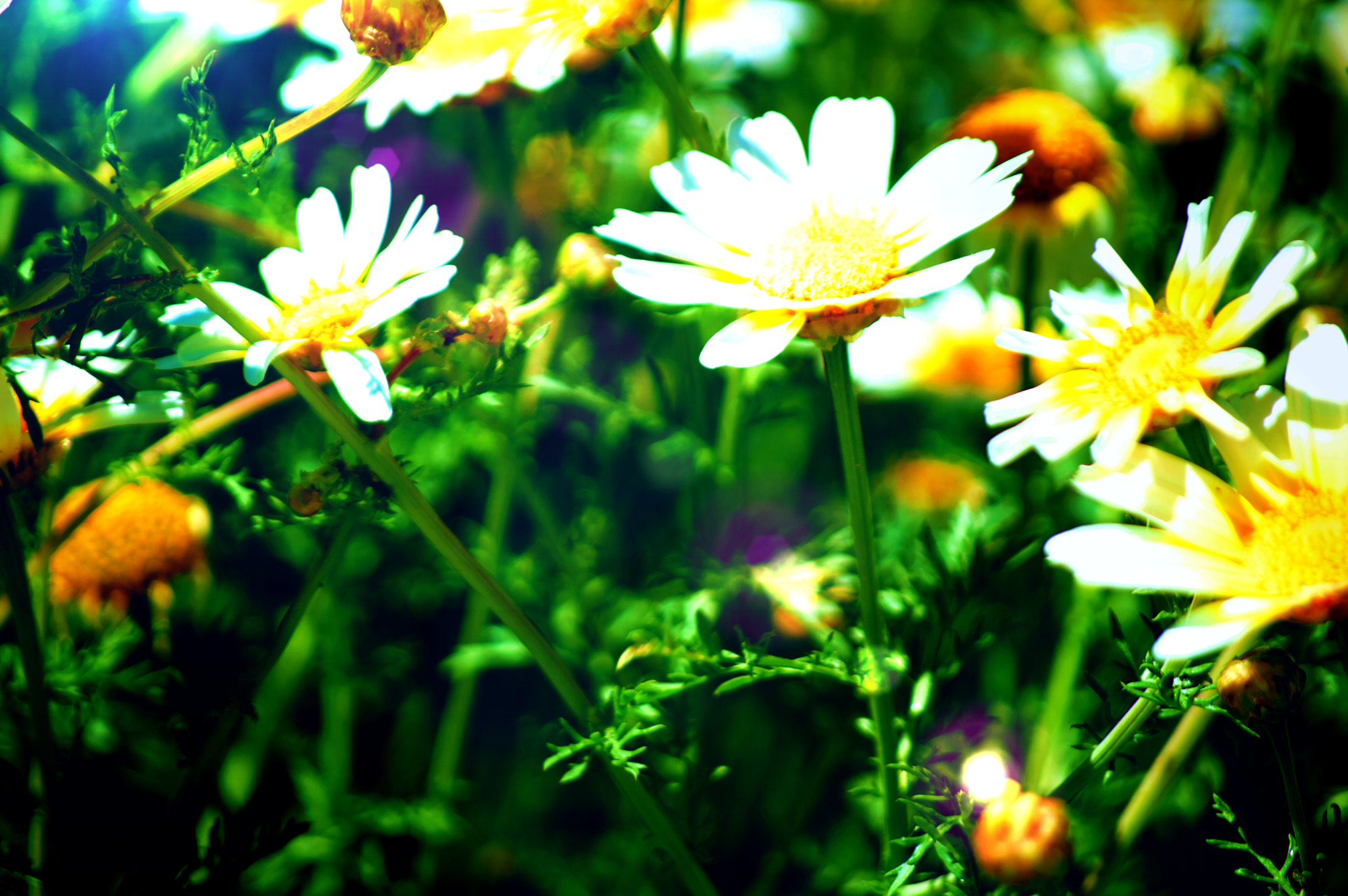 Nikon D3200 sample photo. Daisy flower photography