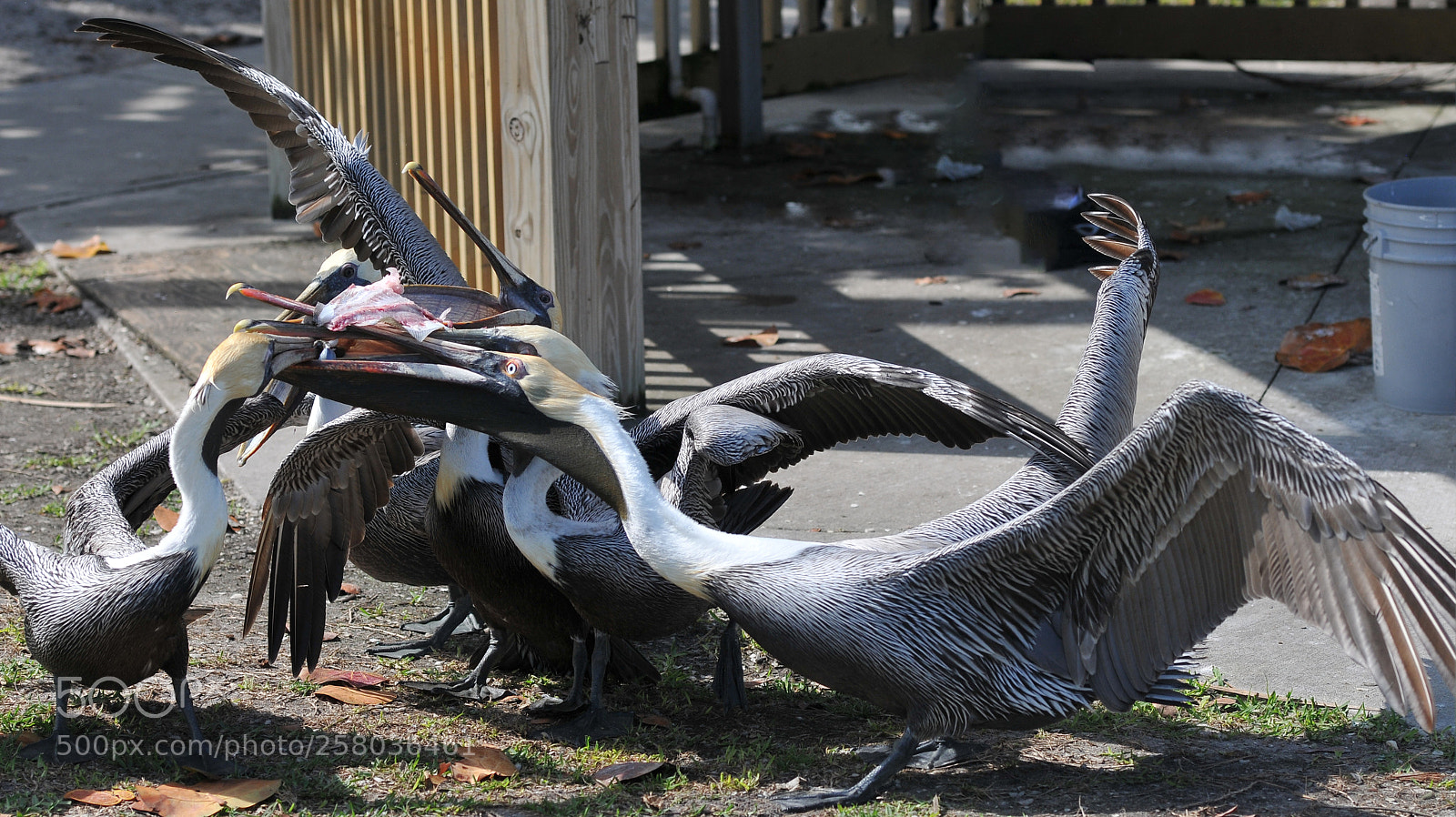Nikon D300S sample photo. Food fight photography