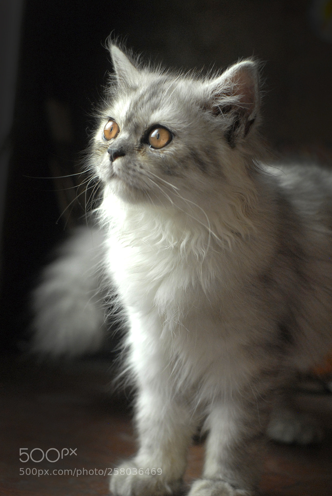 Nikon D200 sample photo. Who's there? photography