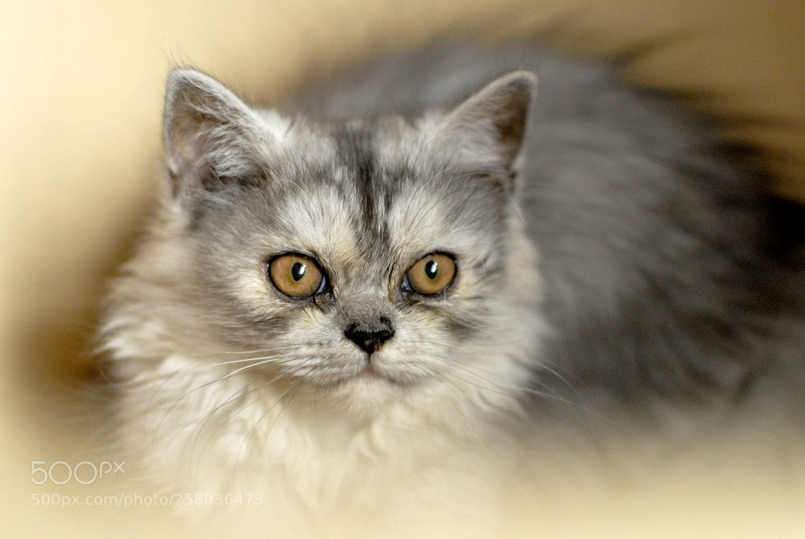 Nikon D200 sample photo. Pretty face photography