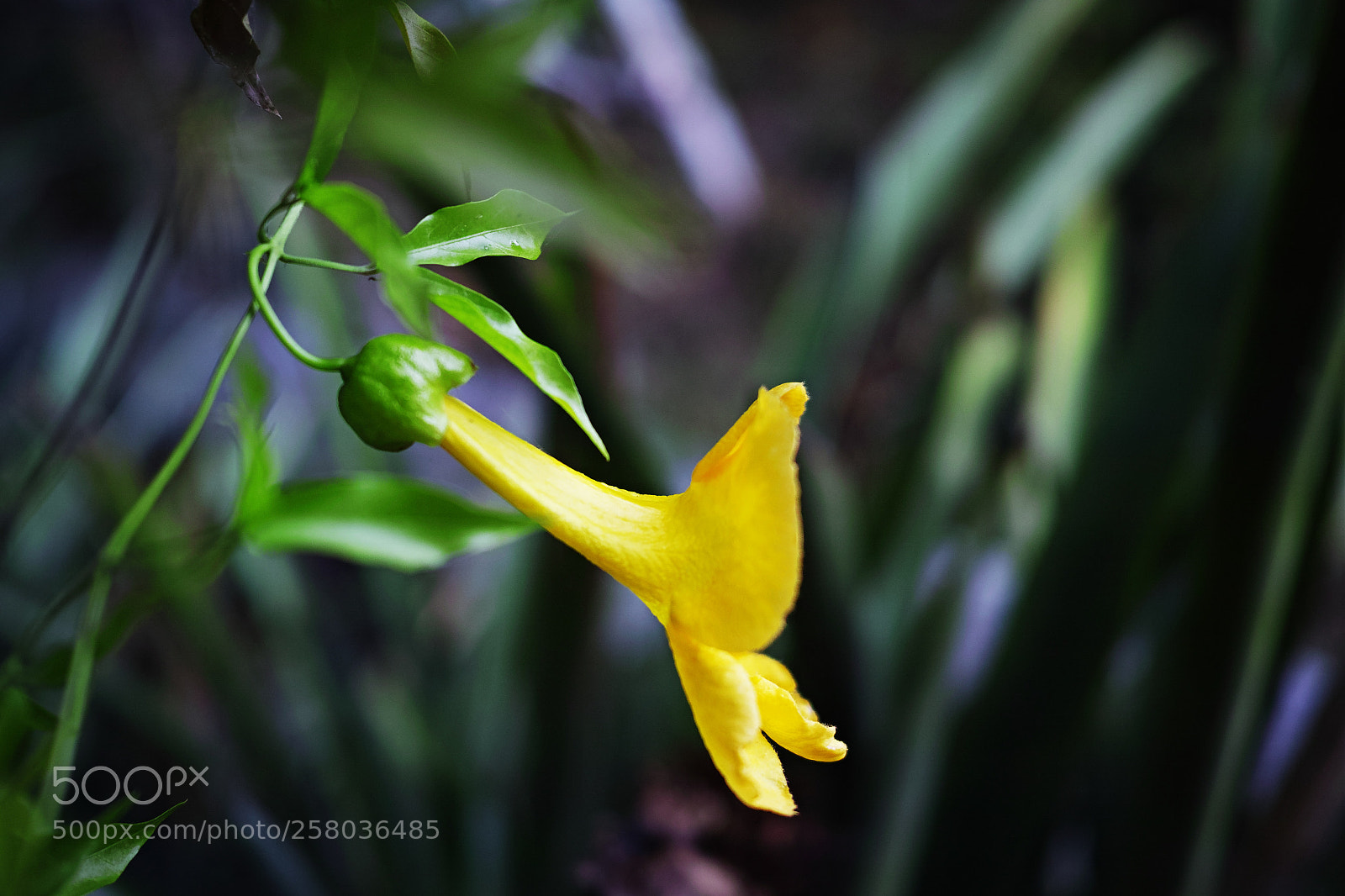 Sigma dp2 Quattro sample photo. Narcisos photography