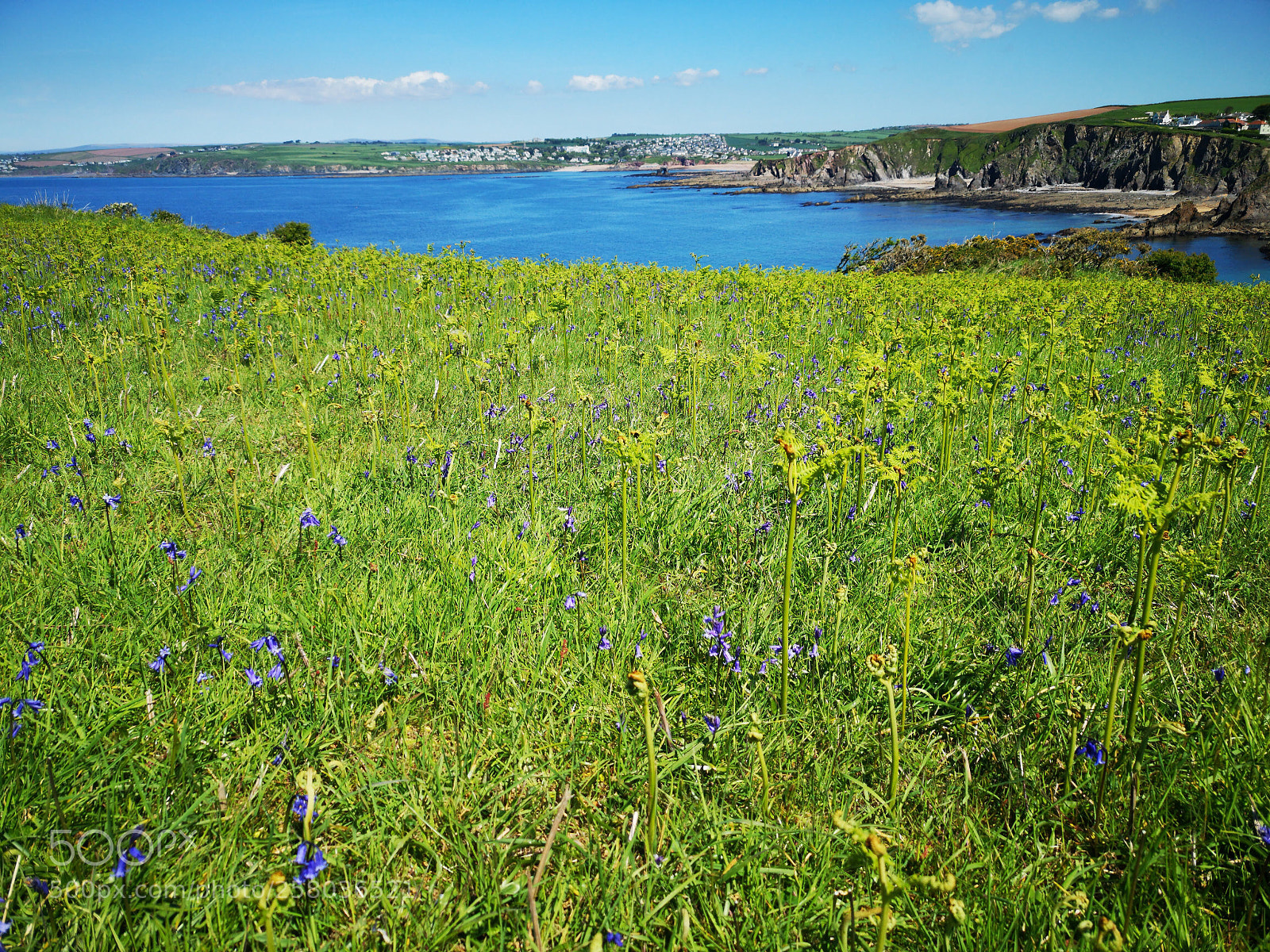 HUAWEI CLT-L29 sample photo. Bluebells at bolts tail photography