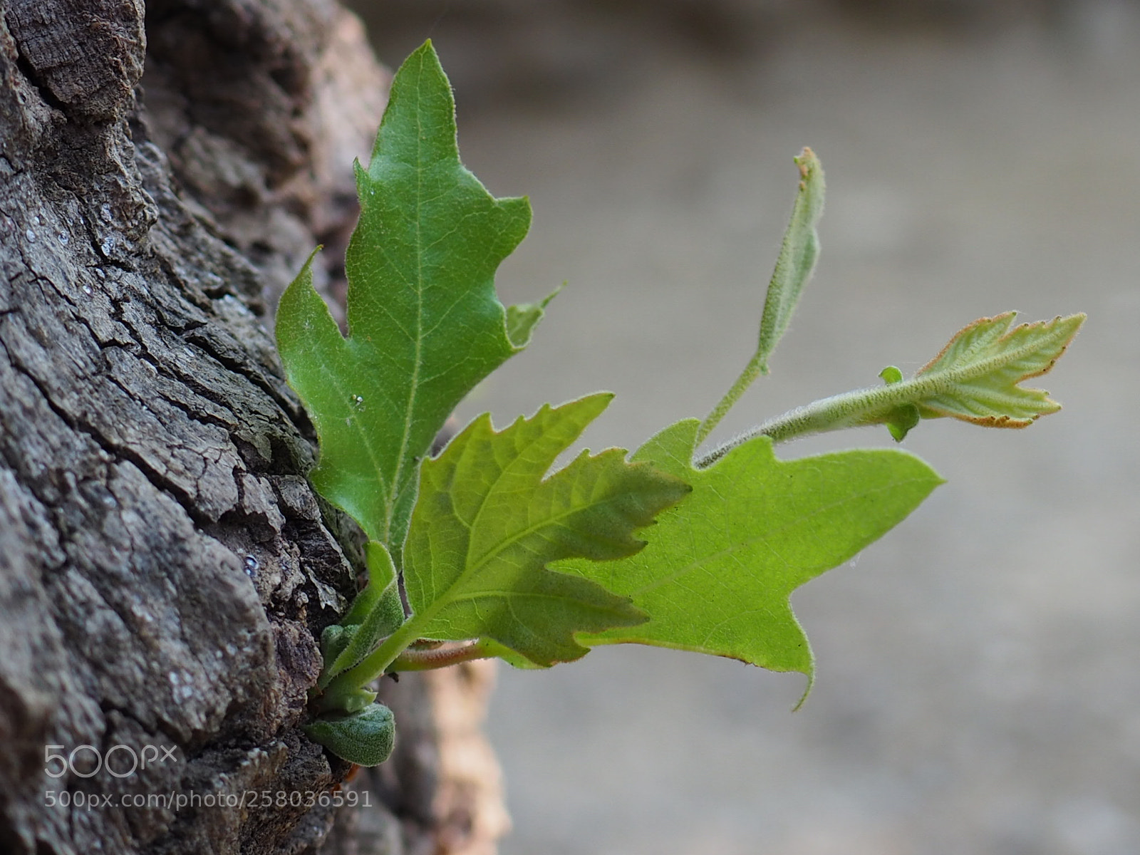 Olympus OM-D E-M10 II sample photo. Sprout. photography