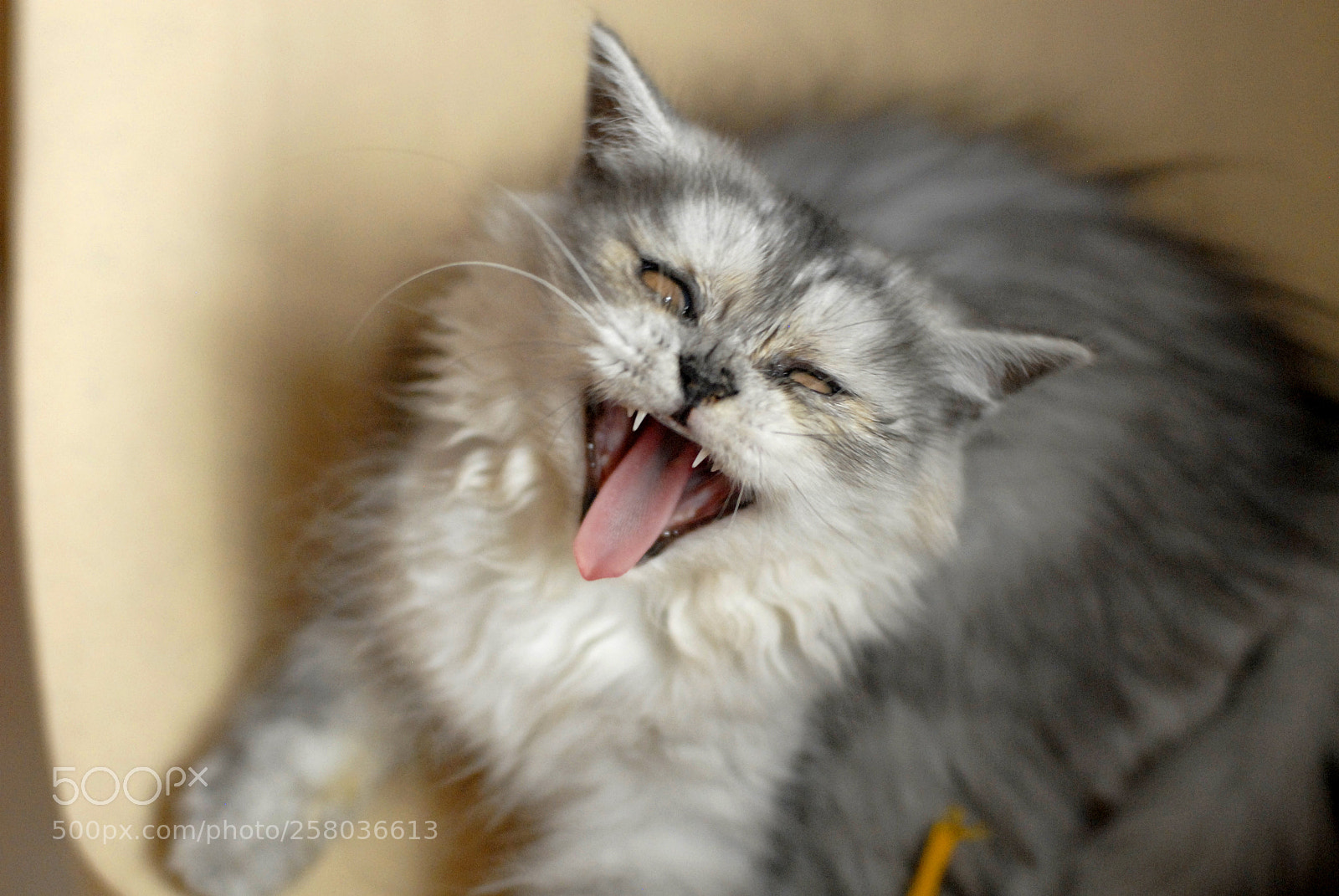 Nikon D200 sample photo. Being angry photography