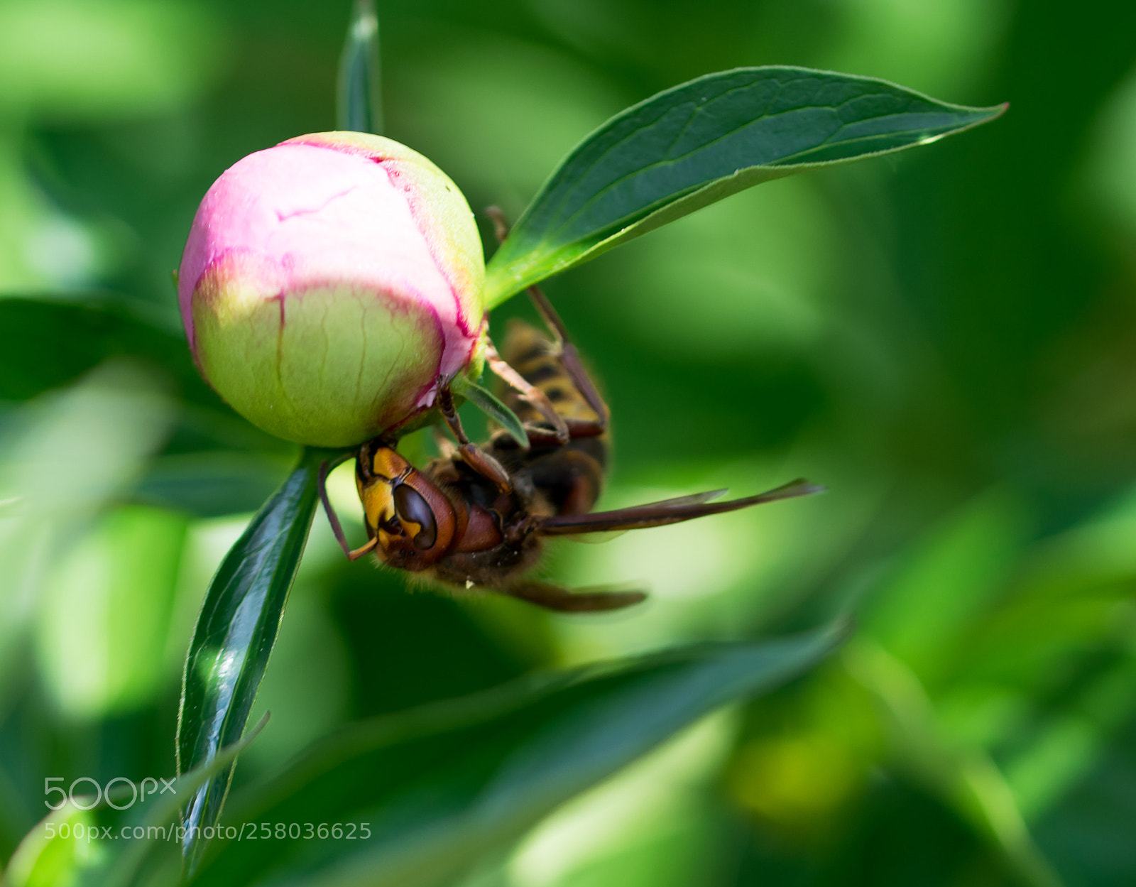 Nikon D3300 sample photo. Insect photography