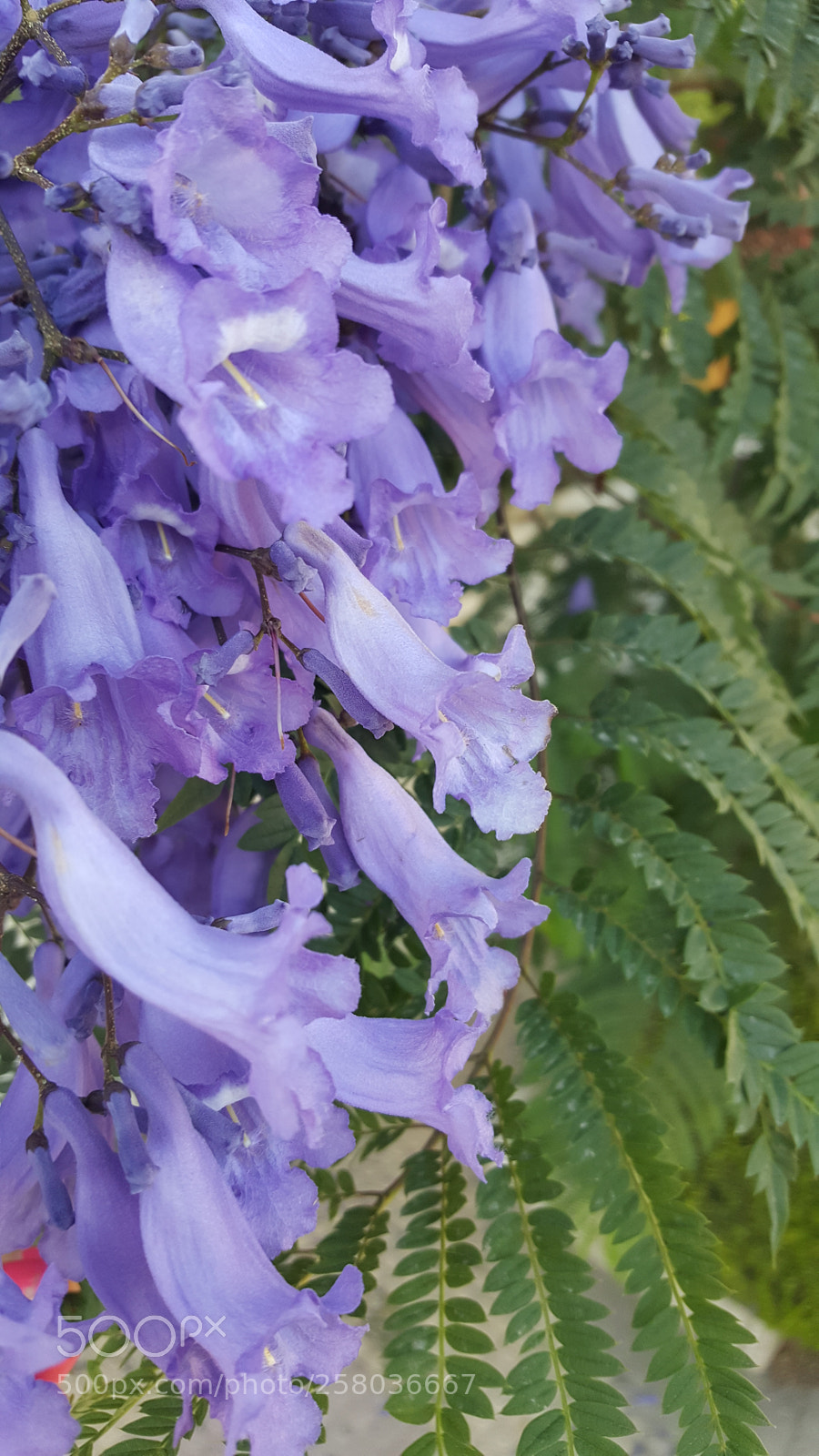 Samsung Galaxy S6 sample photo. Purple photography