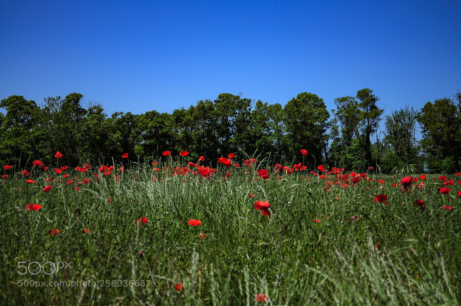 Nikon D5000 sample photo. Untitled photography