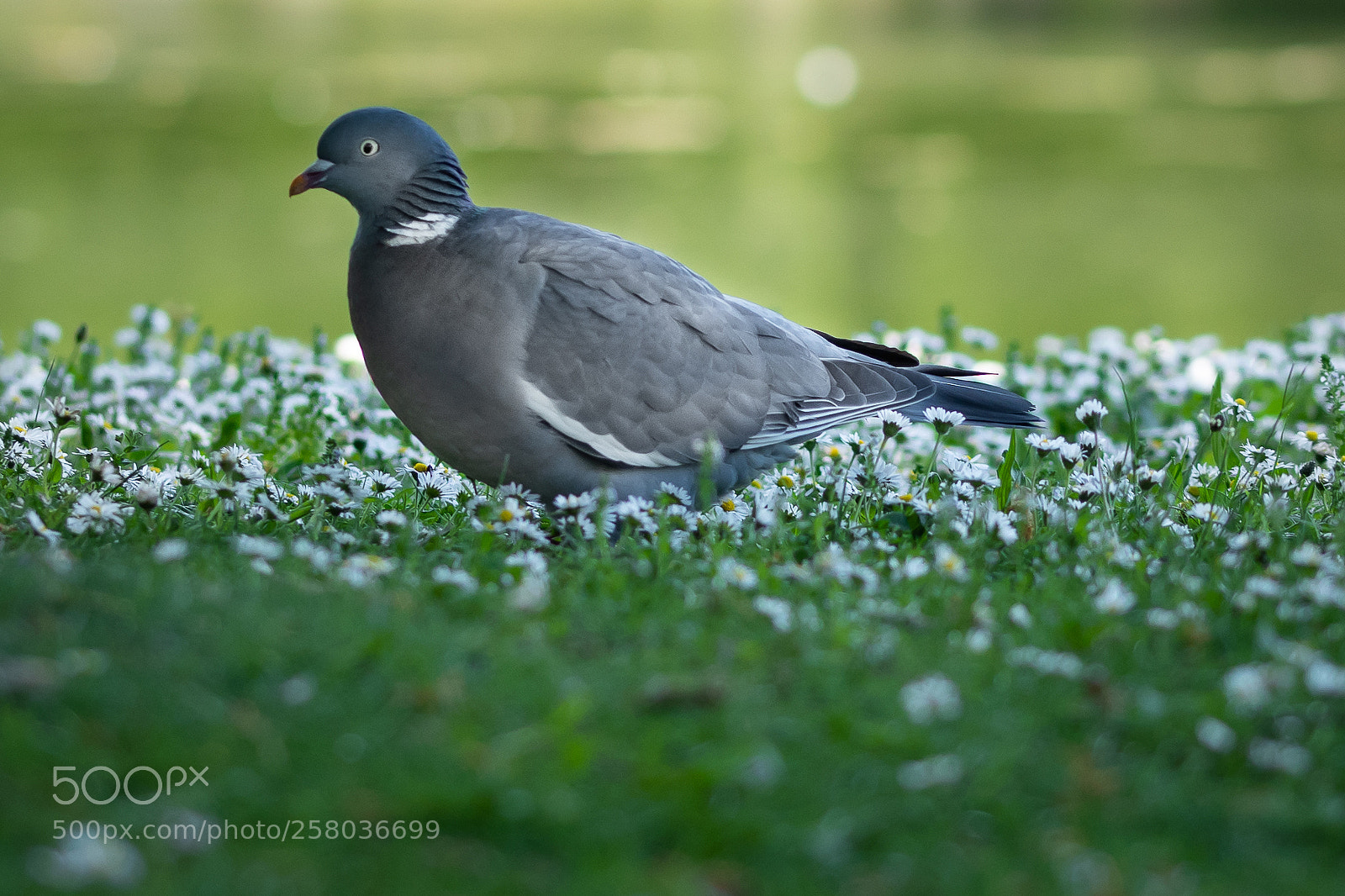 Nikon D500 sample photo. Pigeon photography