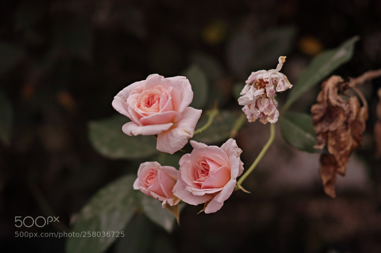 Sigma dp2 Quattro sample photo. Pequeñas rosas photography
