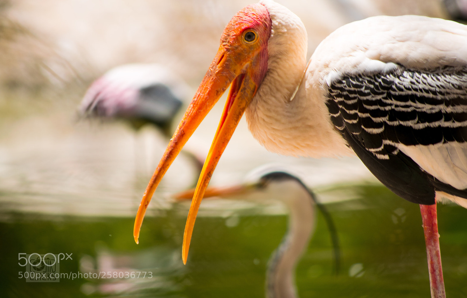 Nikon D5300 sample photo. Birds of feather flock photography