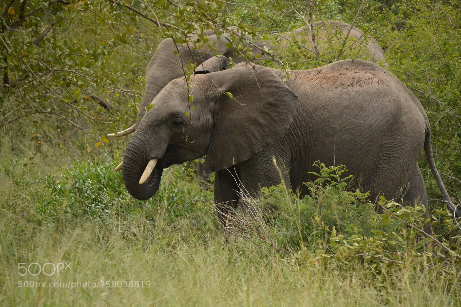Nikon D3100 sample photo. Elephant curling its trunk photography