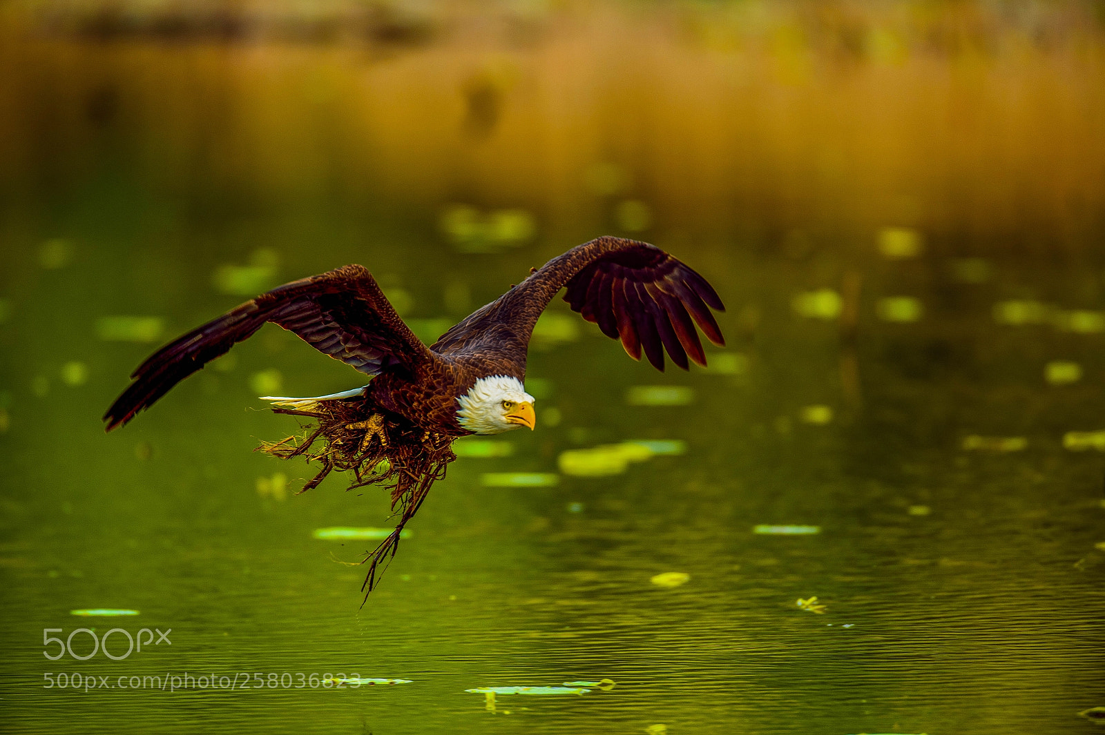 Nikon D4 sample photo. Golden  lit bald eagle! photography
