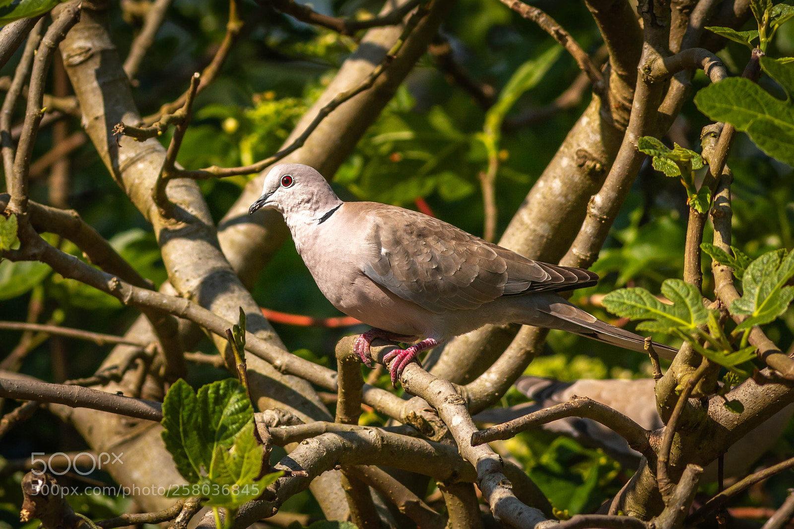Canon EOS 70D sample photo. Collared dove.jpg photography