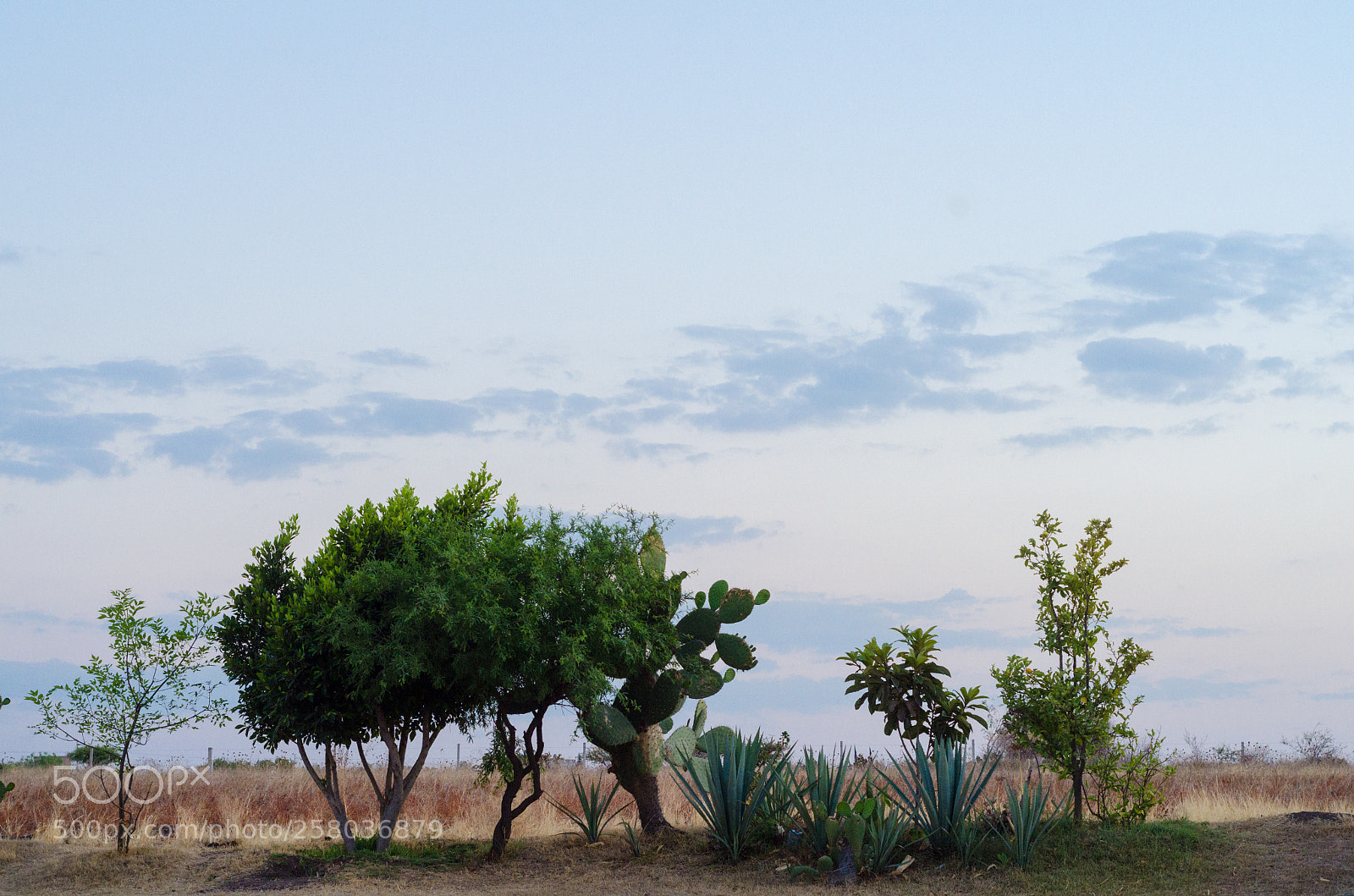 Nikon D7000 sample photo. -arboles- photography