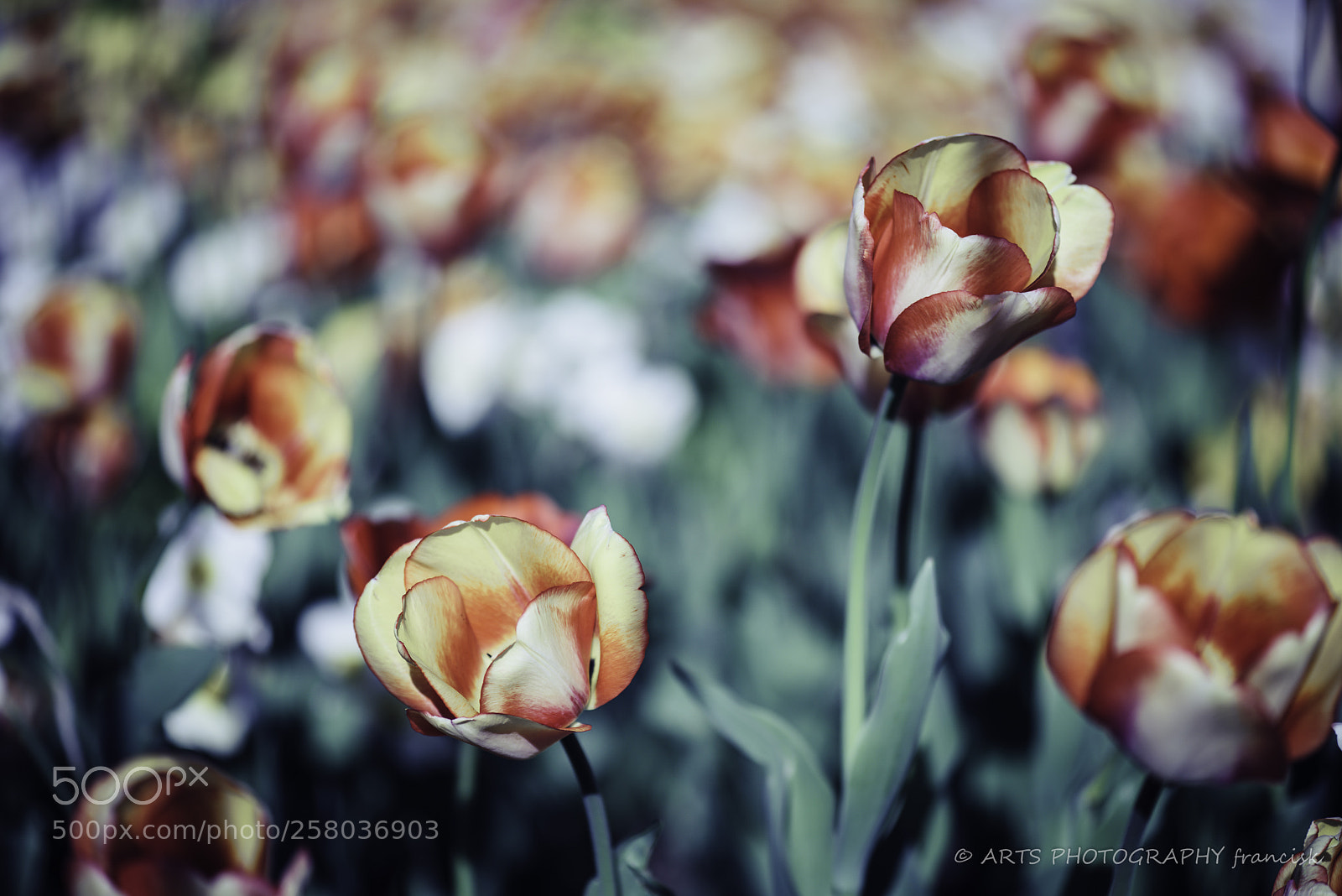 Nikon D810 sample photo. Tulipes photography