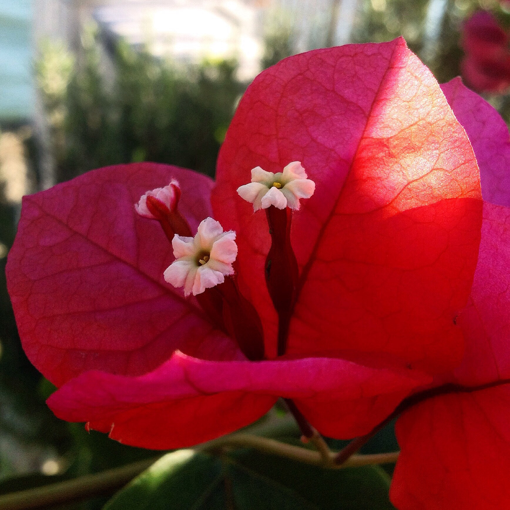 Apple iPad sample photo. Piccolo bacio di sole photography