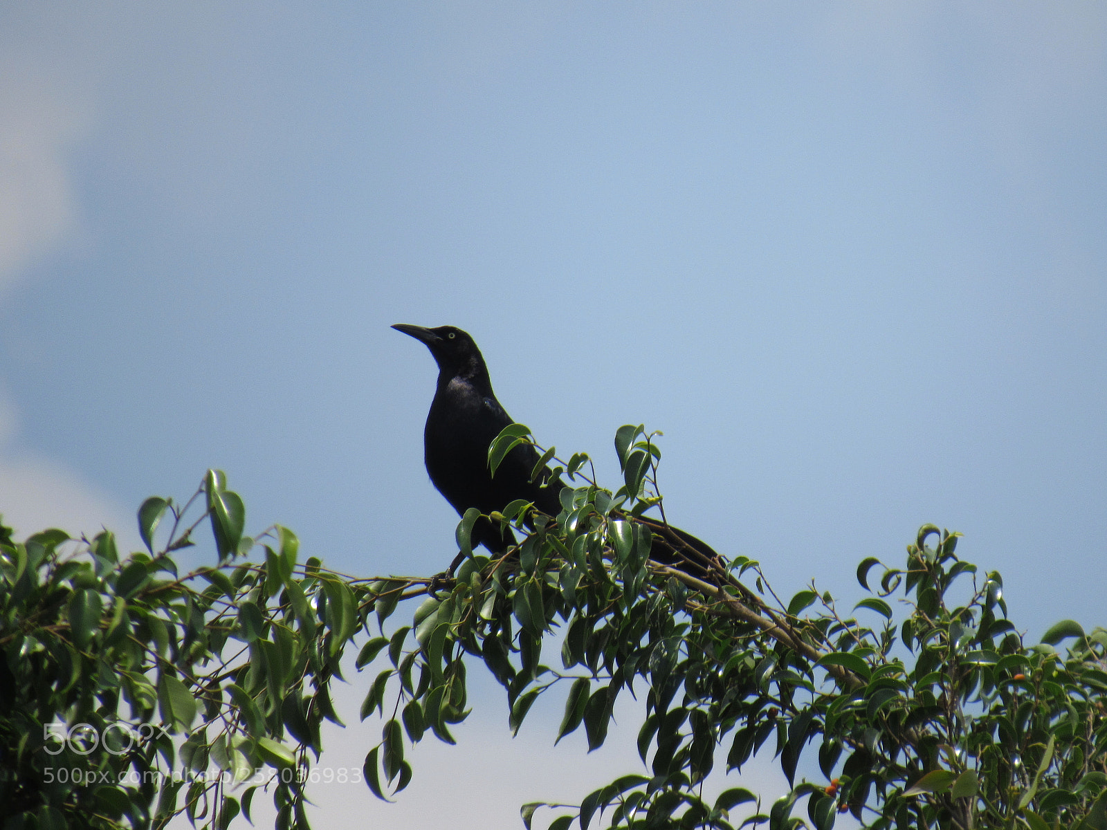 Canon PowerShot SX530 HS sample photo. Vida libre photography