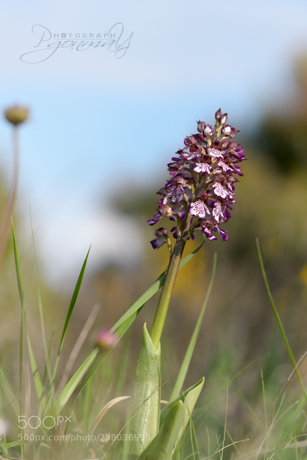 Nikon D7000 sample photo. Orchis purpurea photography