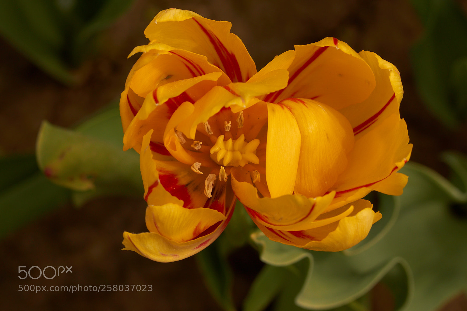 Sony SLT-A65 (SLT-A65V) sample photo. Tulip pistil surrounded by photography
