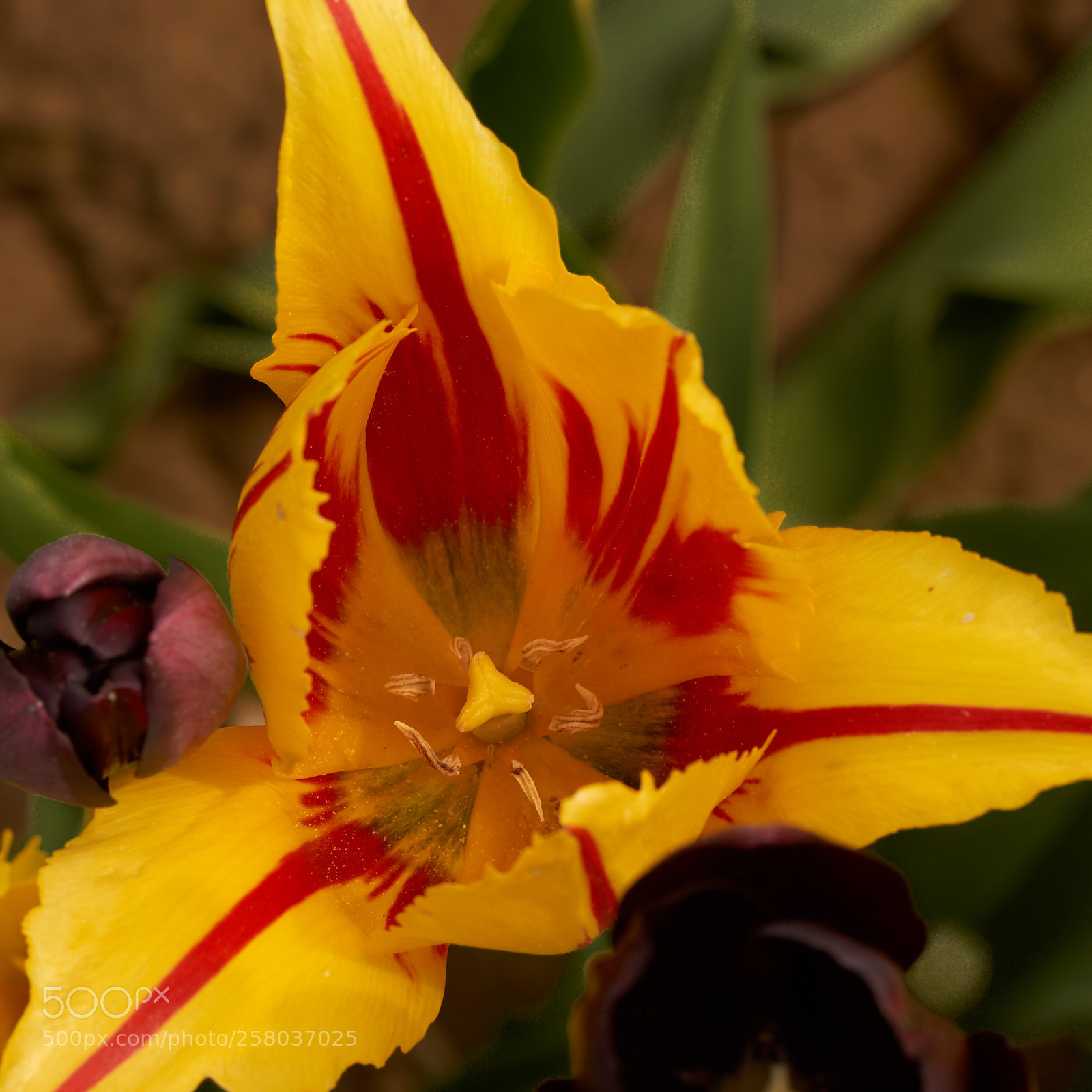 Sony SLT-A65 (SLT-A65V) sample photo. Tulip pistil surrounded by photography