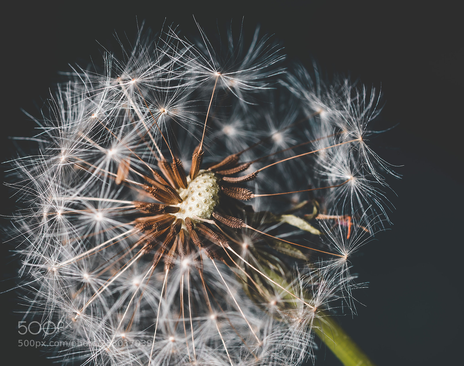 Sony a7R III sample photo. Dandelion photography