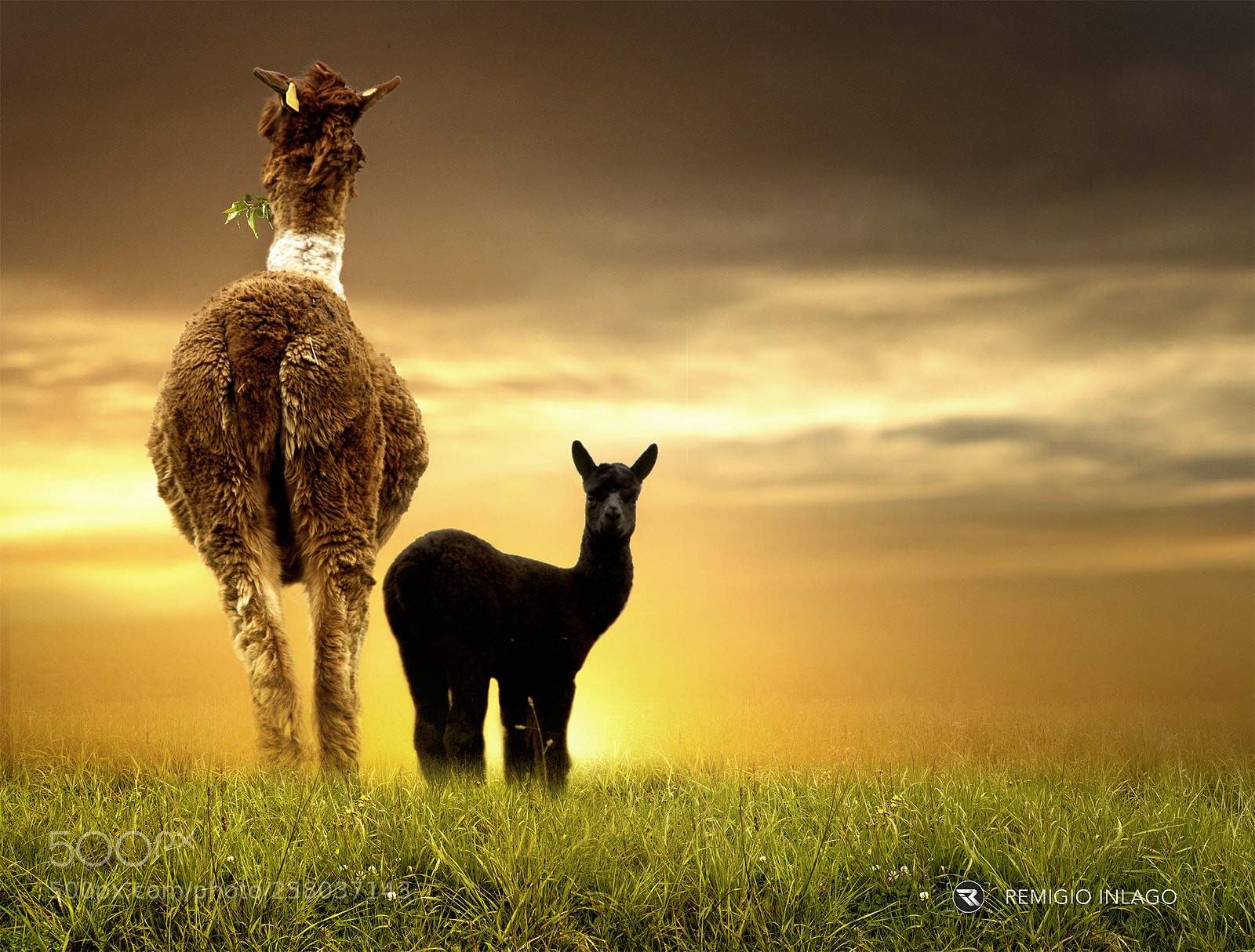 Canon EOS 7D sample photo. Familia de alpaca photography