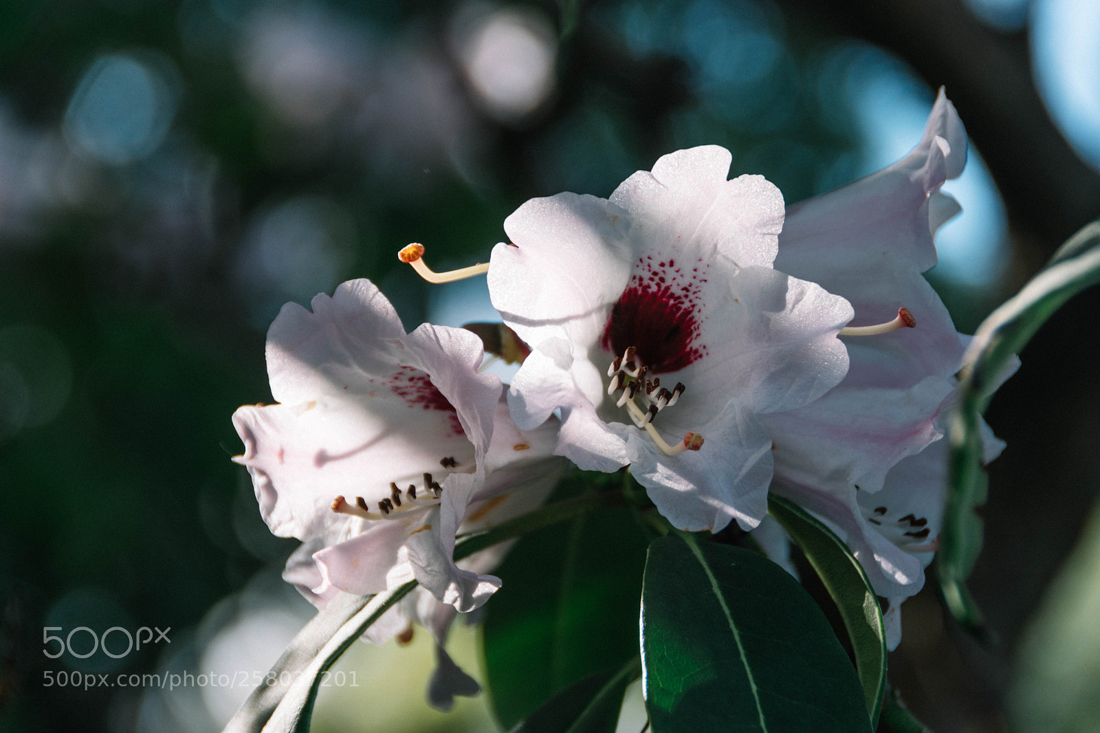 Nikon D3400 sample photo. Flowers photography