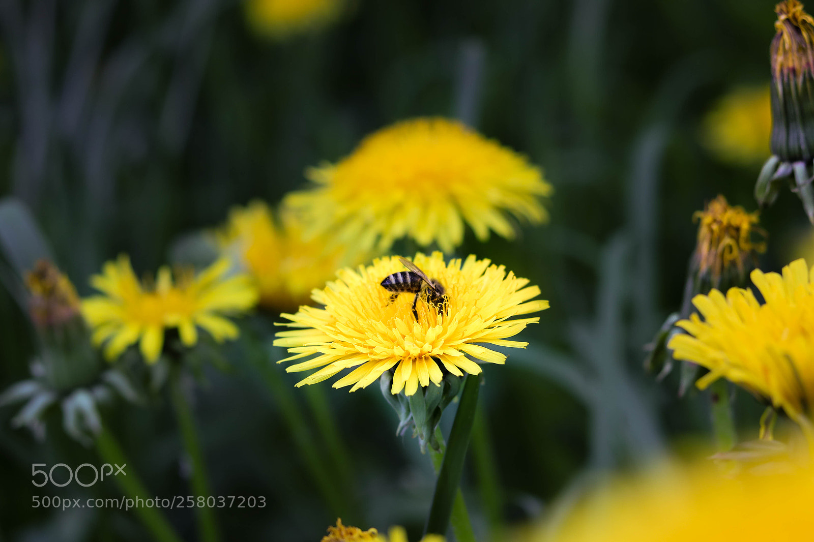 Canon EOS 750D (EOS Rebel T6i / EOS Kiss X8i) sample photo. Busy bee photography