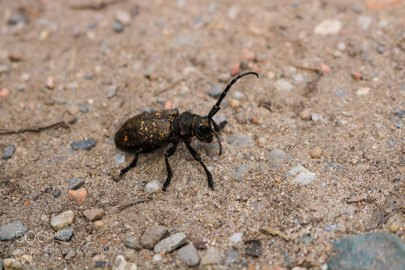 Canon EOS 750D (EOS Rebel T6i / EOS Kiss X8i) sample photo. Little golden guy photography