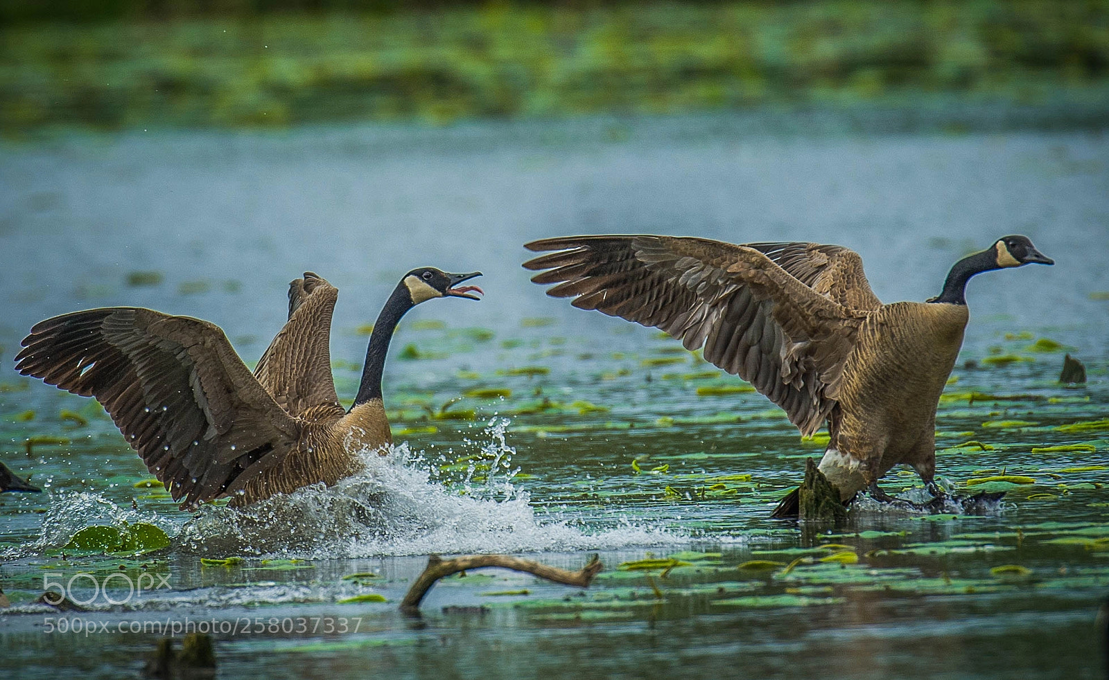 Nikon D4 sample photo. Squabble squabble! photography